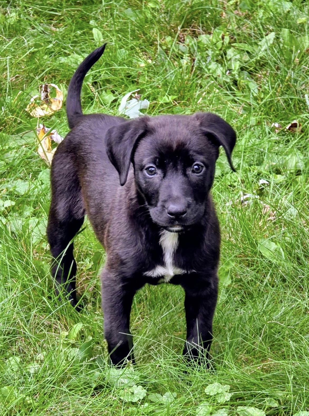 Enlarge Avery, a Adoptable mixed breed in Oxford, MI image 2/3
