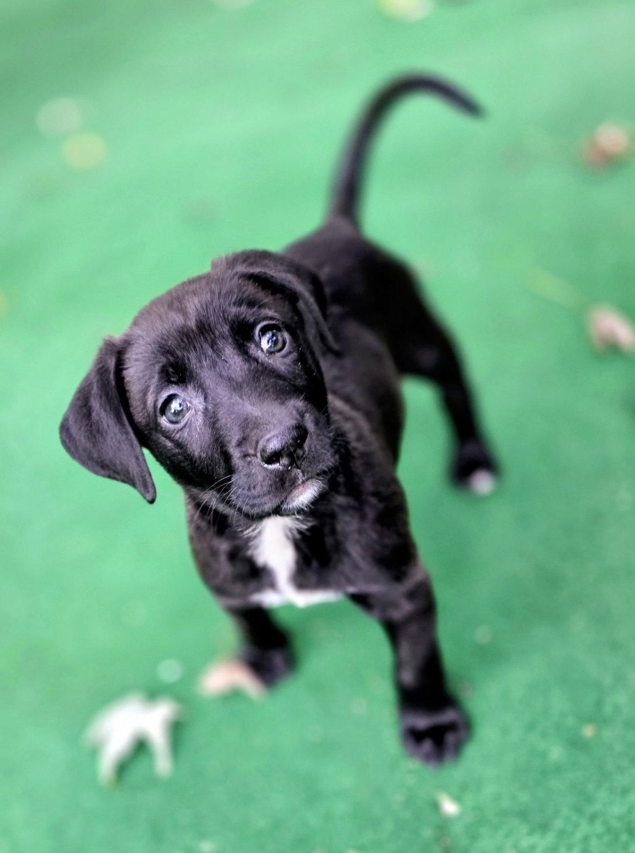 Enlarge Avery, a Adoptable mixed breed in Oxford, MI image 3/3