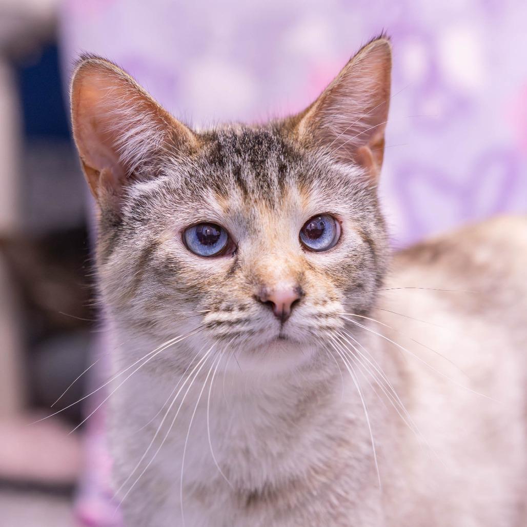 Chemistry, Adoptable, Young Female Domestic Short Hair.