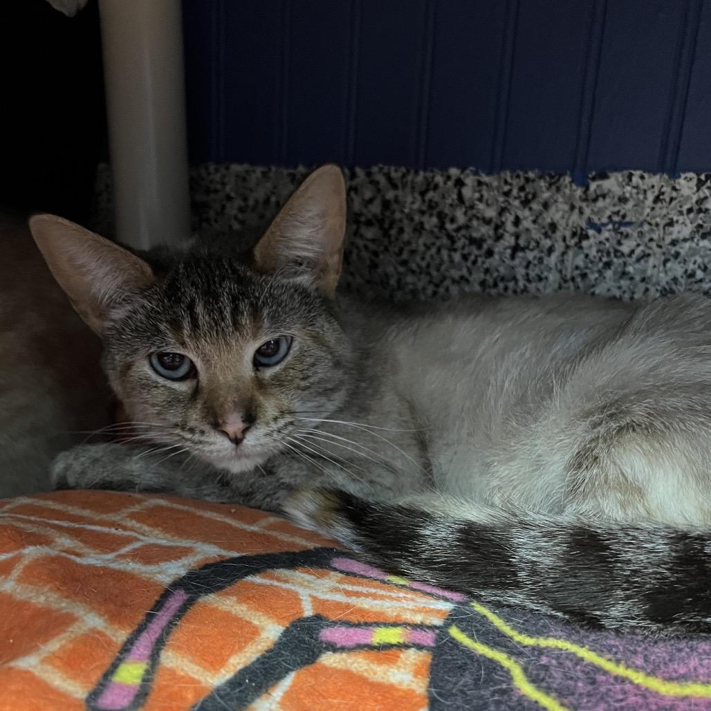 Chemistry, Adoptable, Young Female Domestic Short Hair.