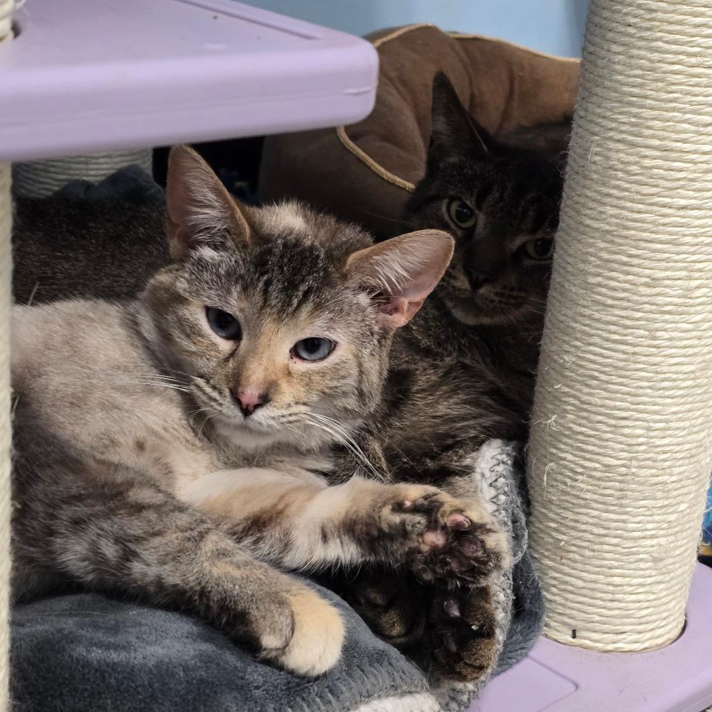 Enlarge Chemistry, a Adoptable Domestic Short Hair in Mentor, OH image 3/4