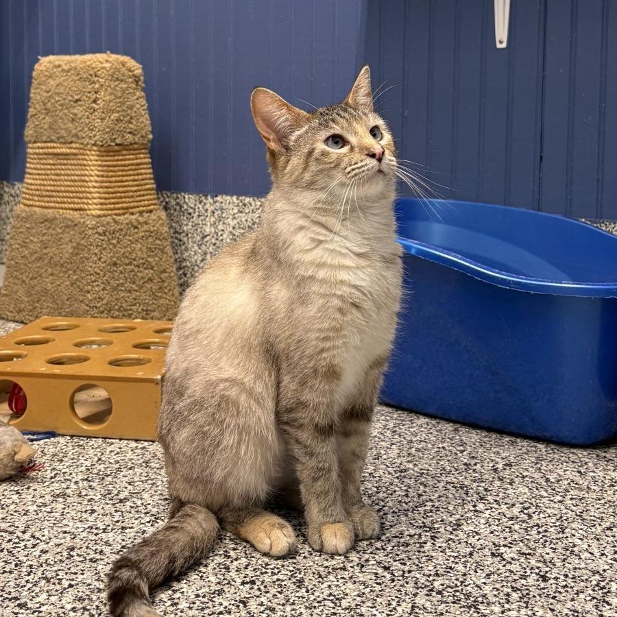 Enlarge Chemistry, a Adoptable Domestic Short Hair in Mentor, OH image 4/4