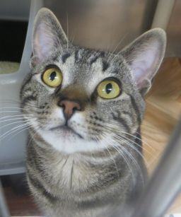 Max, Adopted, Adult Male Domestic Short Hair.