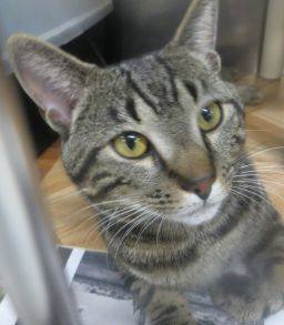 Max, a Adopted Domestic Short Hair in Brockton, MA image 2/4