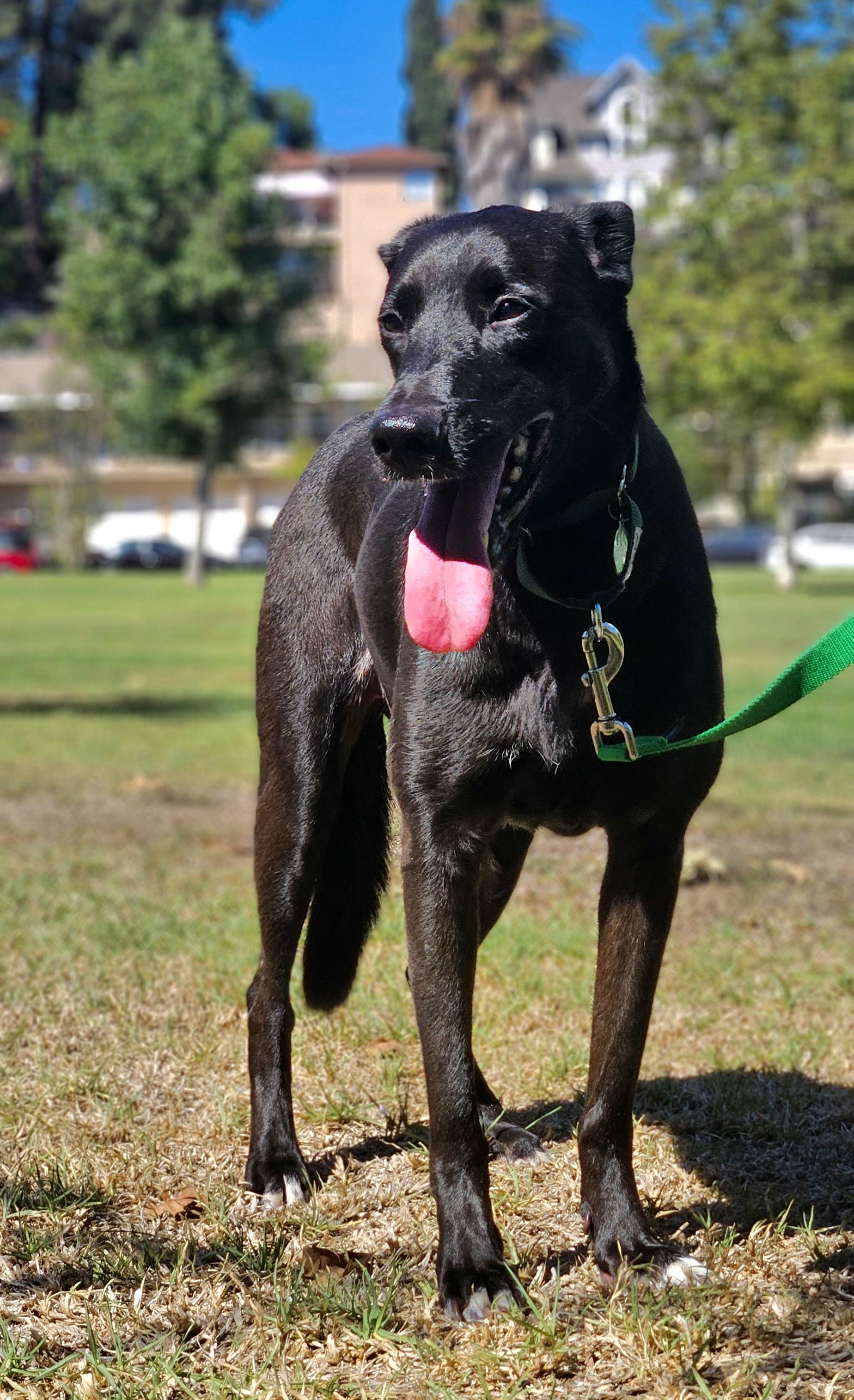 Bonnie Parker, Adopted, Adult Female Black Labrador Retriever & German Shepherd Dog.