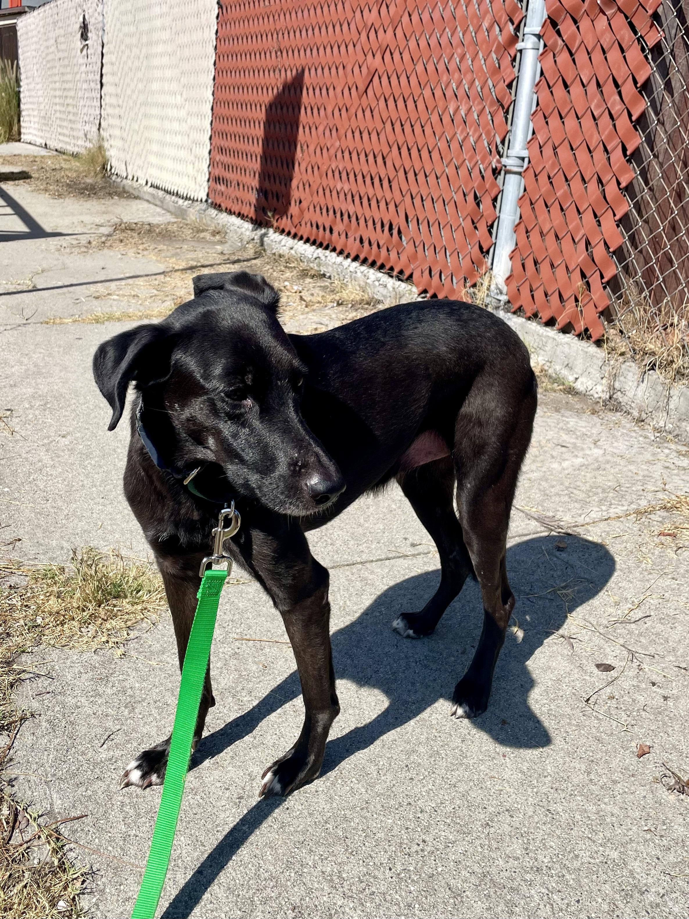 Enlarge Bonnie Parker, a Adopted mixed breed in Los Angeles, CA image 3/5