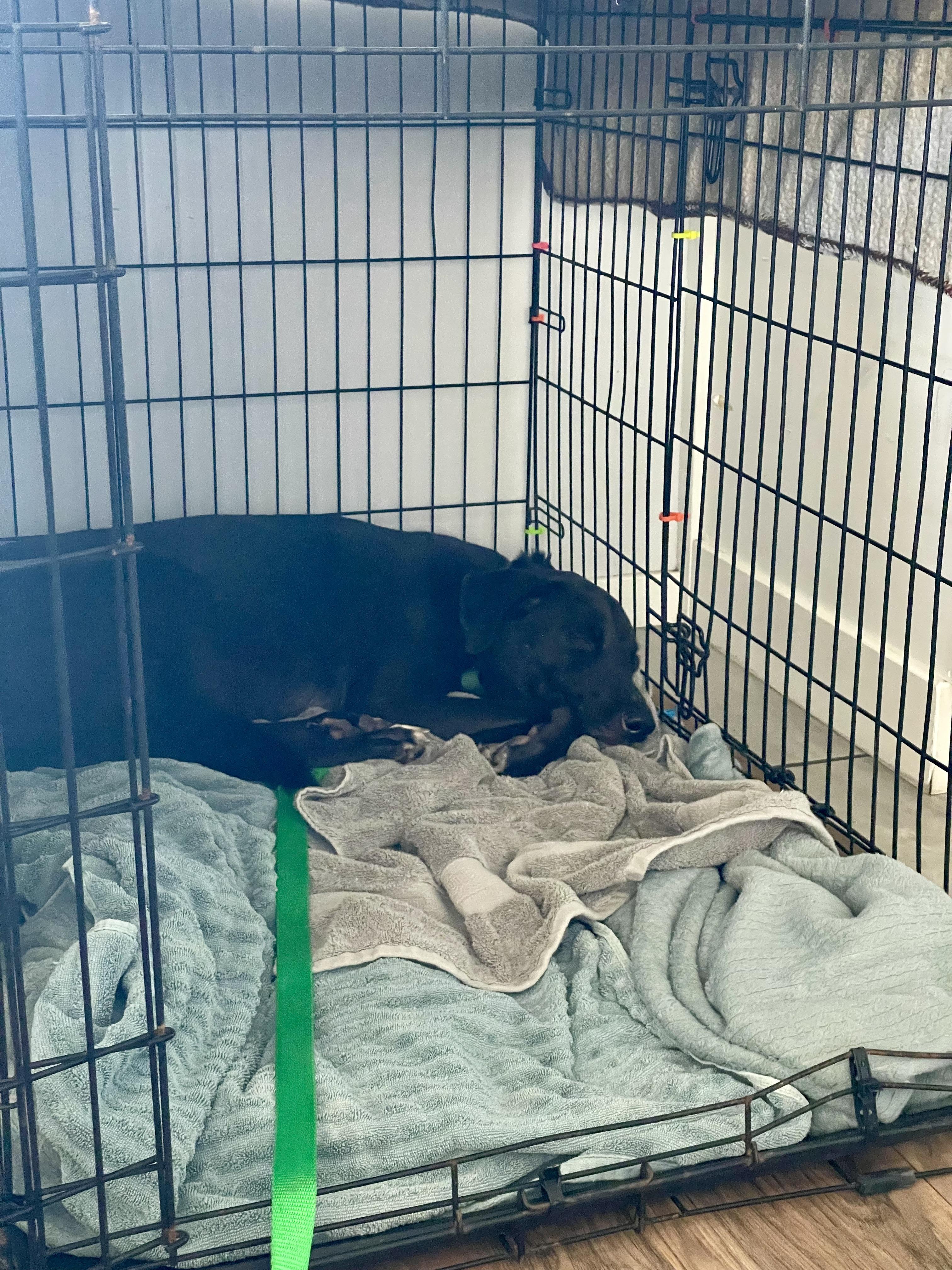 Enlarge Bonnie Parker, a Adopted mixed breed in Los Angeles, CA image 4/5