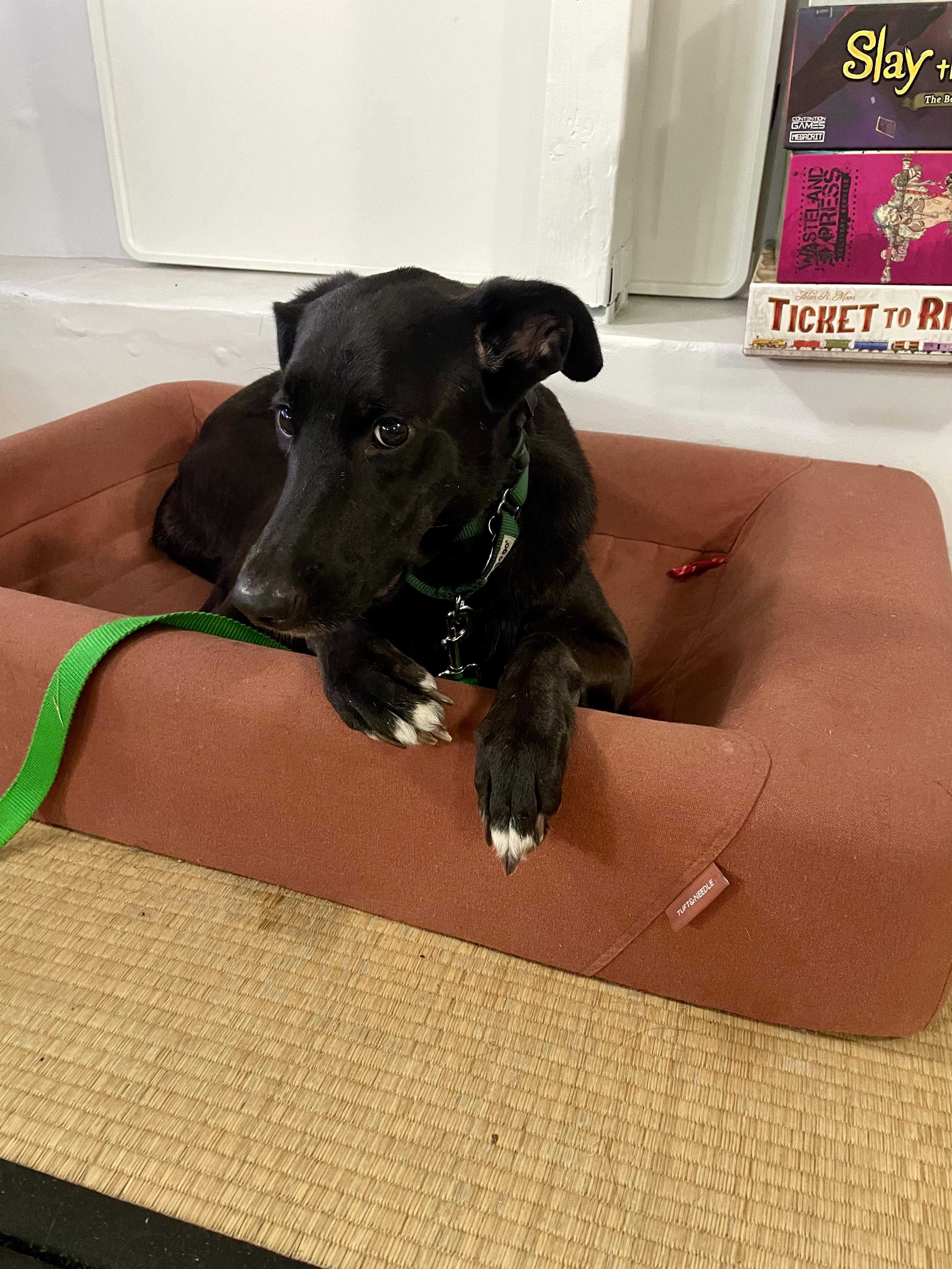 Enlarge Bonnie Parker, a Adopted mixed breed in Los Angeles, CA image 2/5