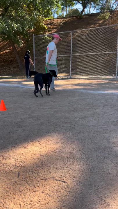 Enlarge Bonnie Parker, a Adopted mixed breed in Los Angeles, CA video 5/5