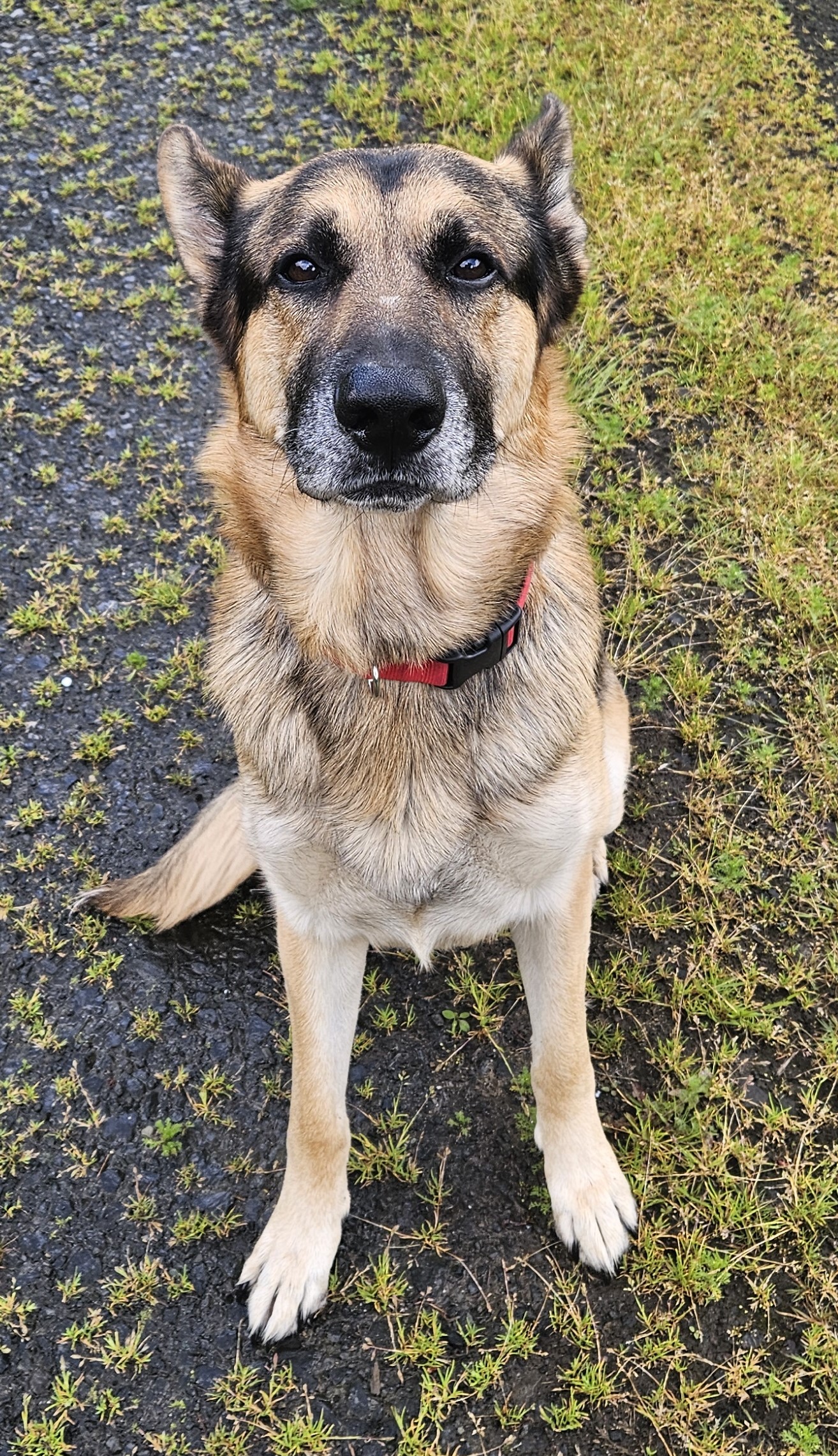 Dog for adoption - Scout, a German Shepherd Dog in Puyallup, WA | Petfinder