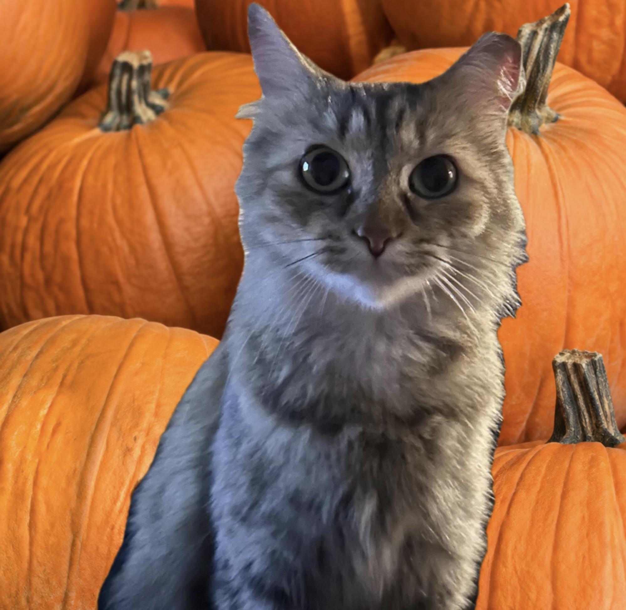 Bonnie, ADOPTABLE, Adult Female Domestic Short Hair.