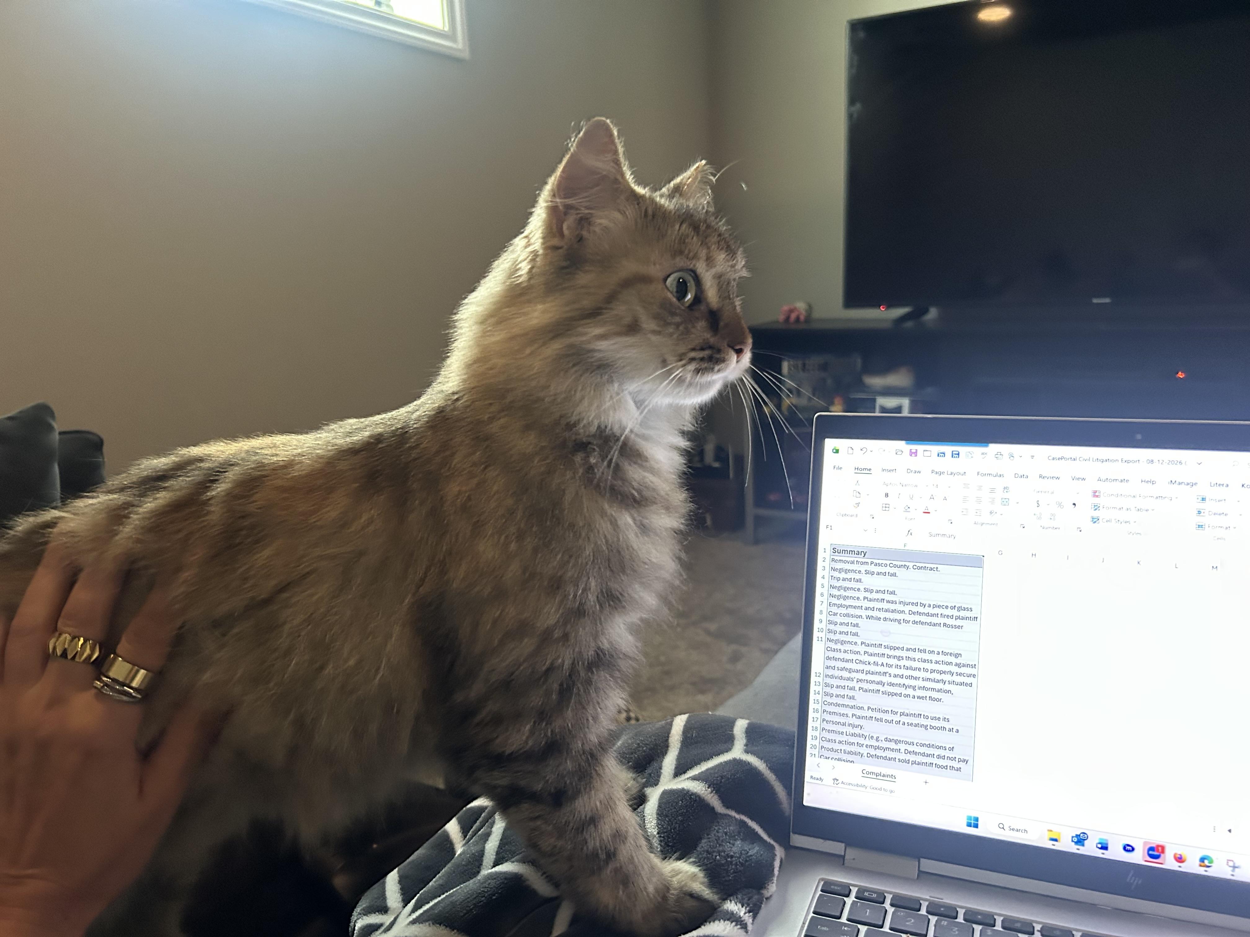 Bonnie, a ADOPTABLE Domestic Short Hair in Cleveland, OH image 6/6