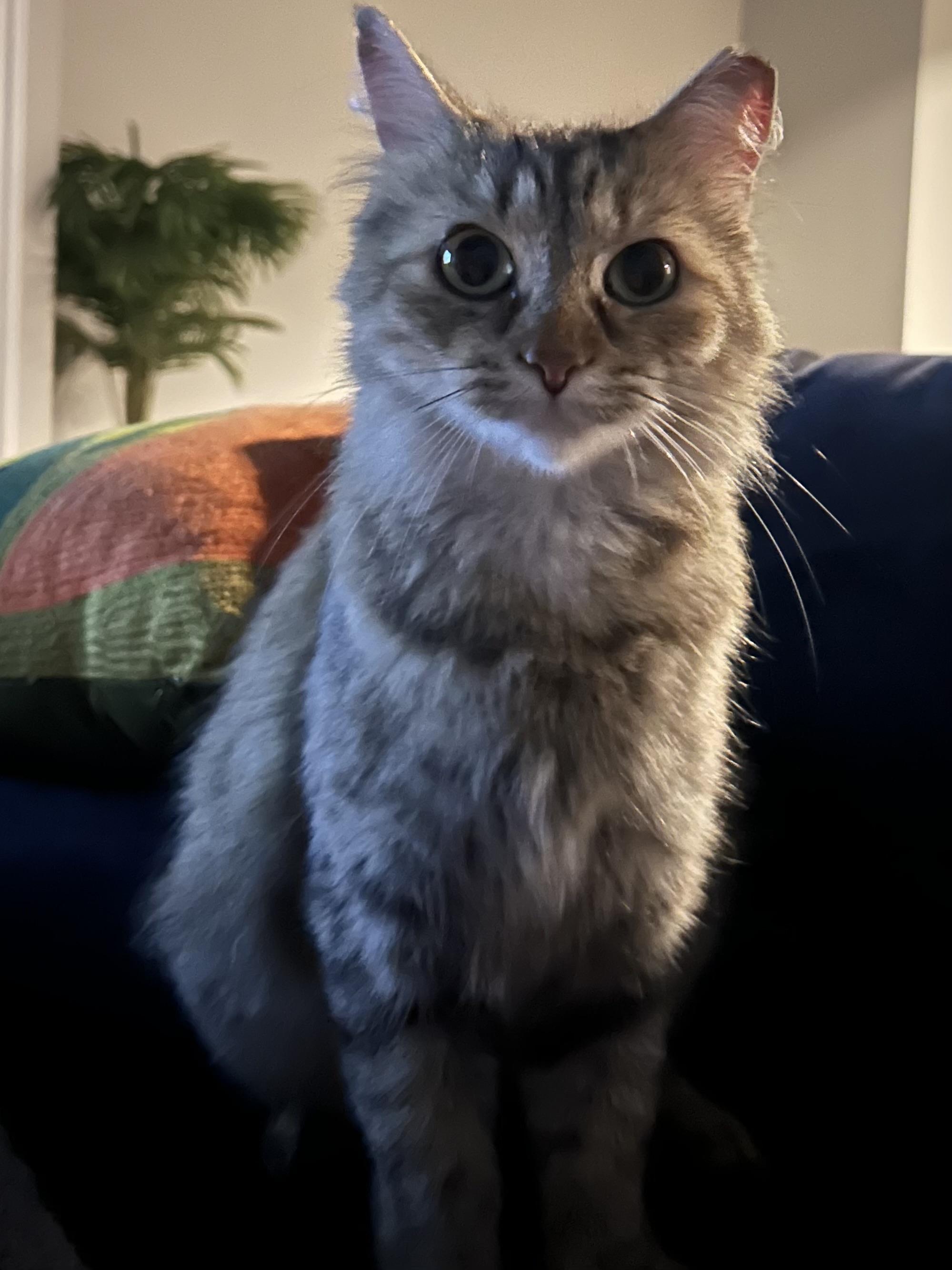 Bonnie, a ADOPTABLE Domestic Short Hair in Cleveland, OH image 3/6