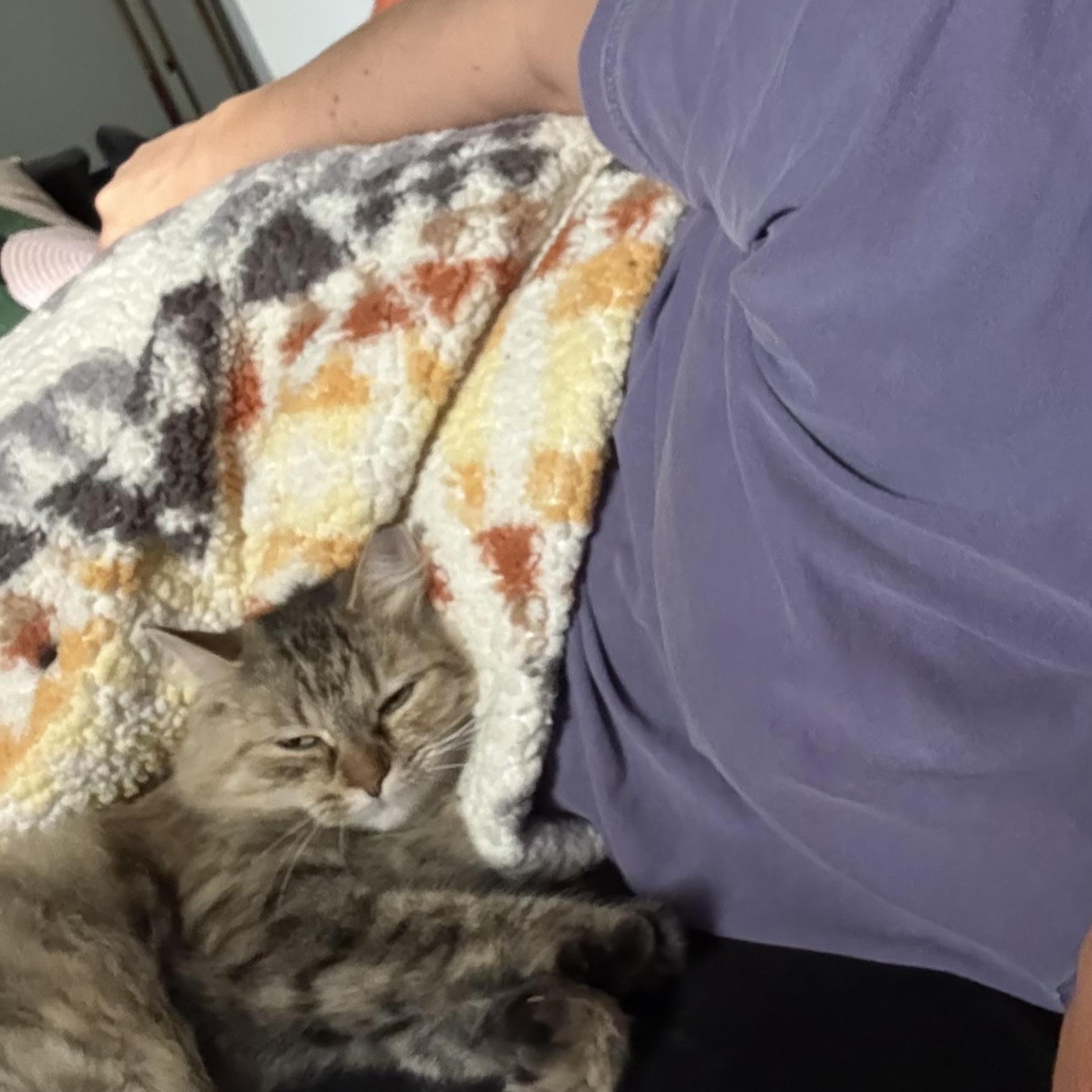 Bonnie, a ADOPTABLE Domestic Short Hair in Cleveland, OH image 5/6