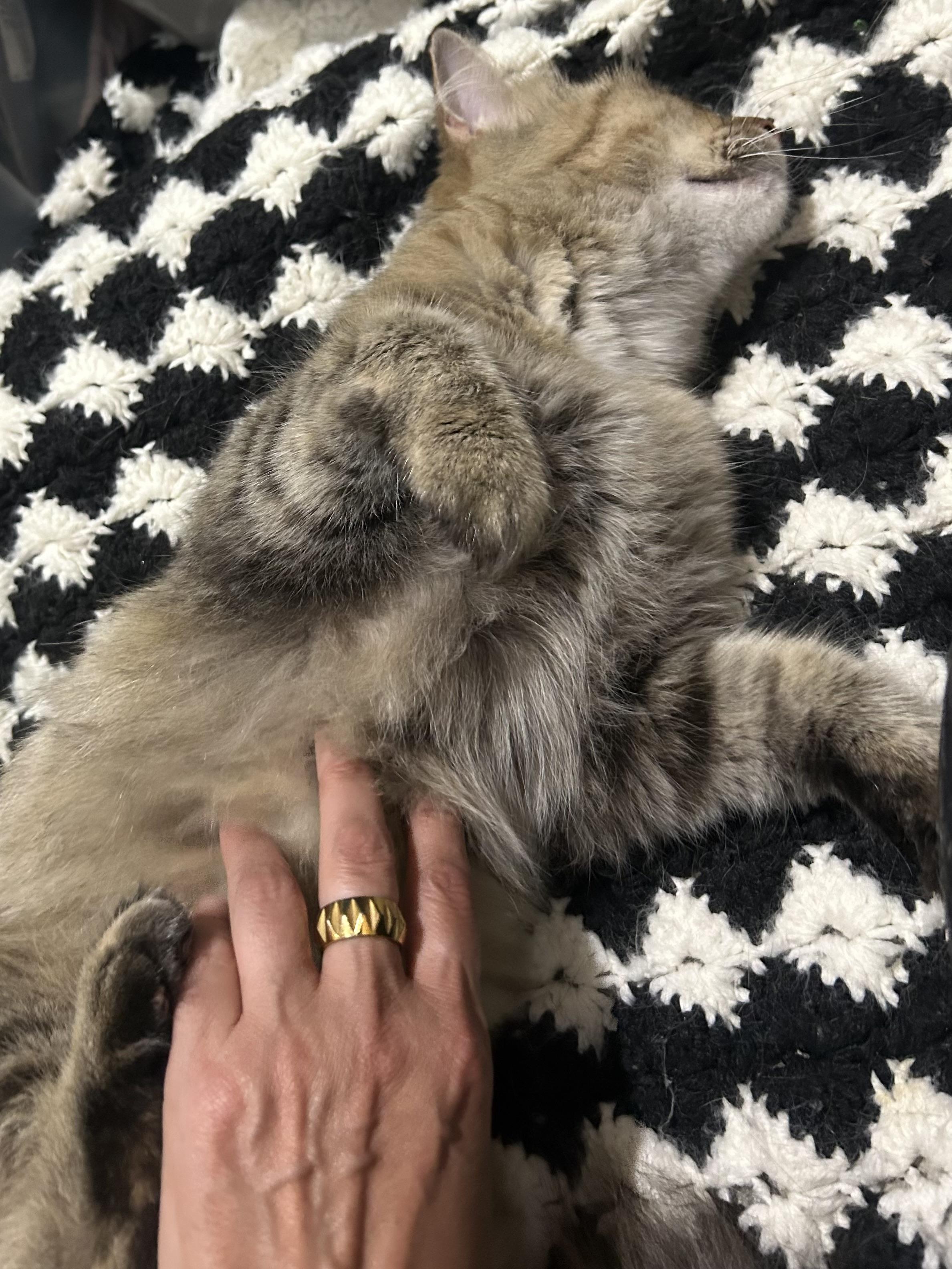Bonnie, a ADOPTABLE Domestic Short Hair in Cleveland, OH image 4/6