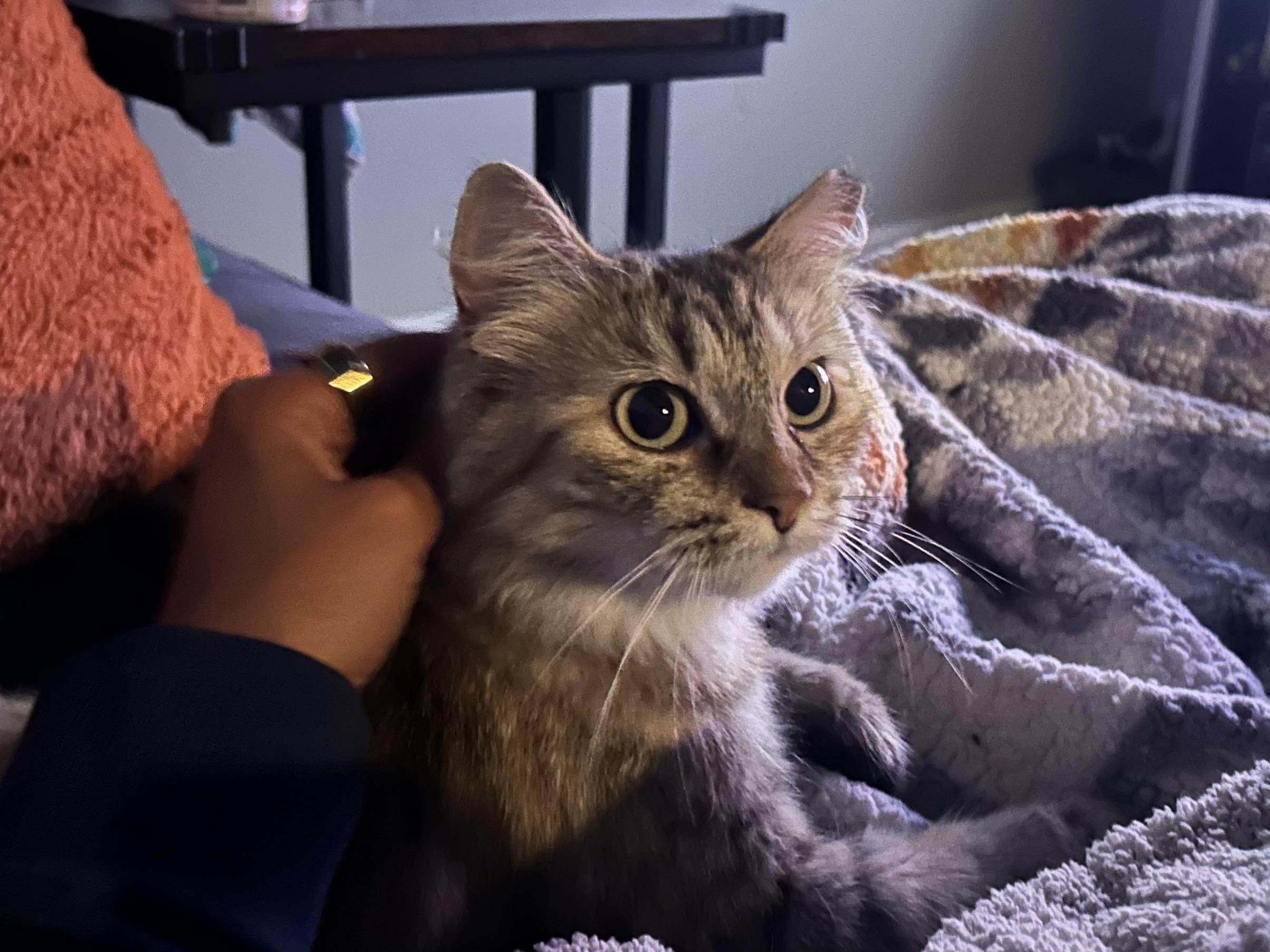 Bonnie, ADOPTABLE, Adult Female Domestic Short Hair.