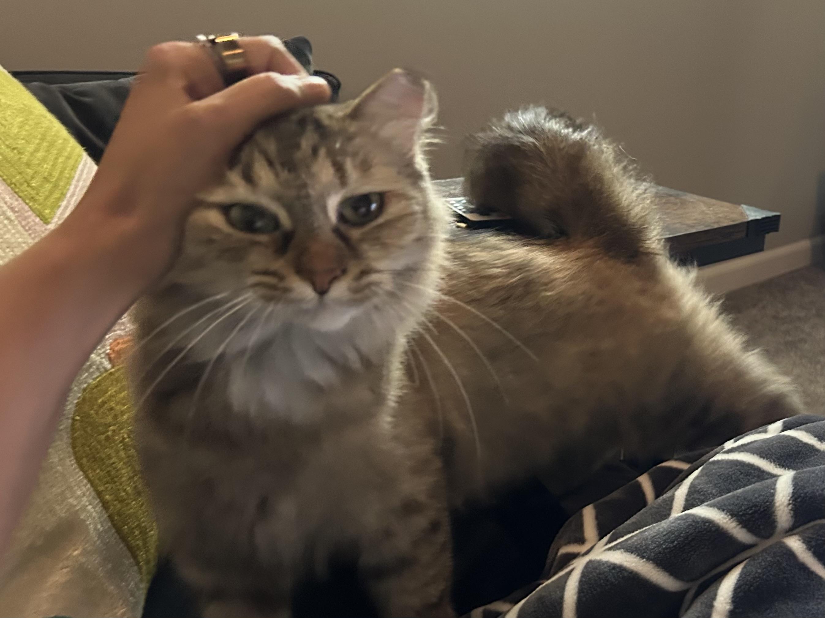 Bonnie, a ADOPTABLE Domestic Short Hair in Cleveland, OH image 2/6