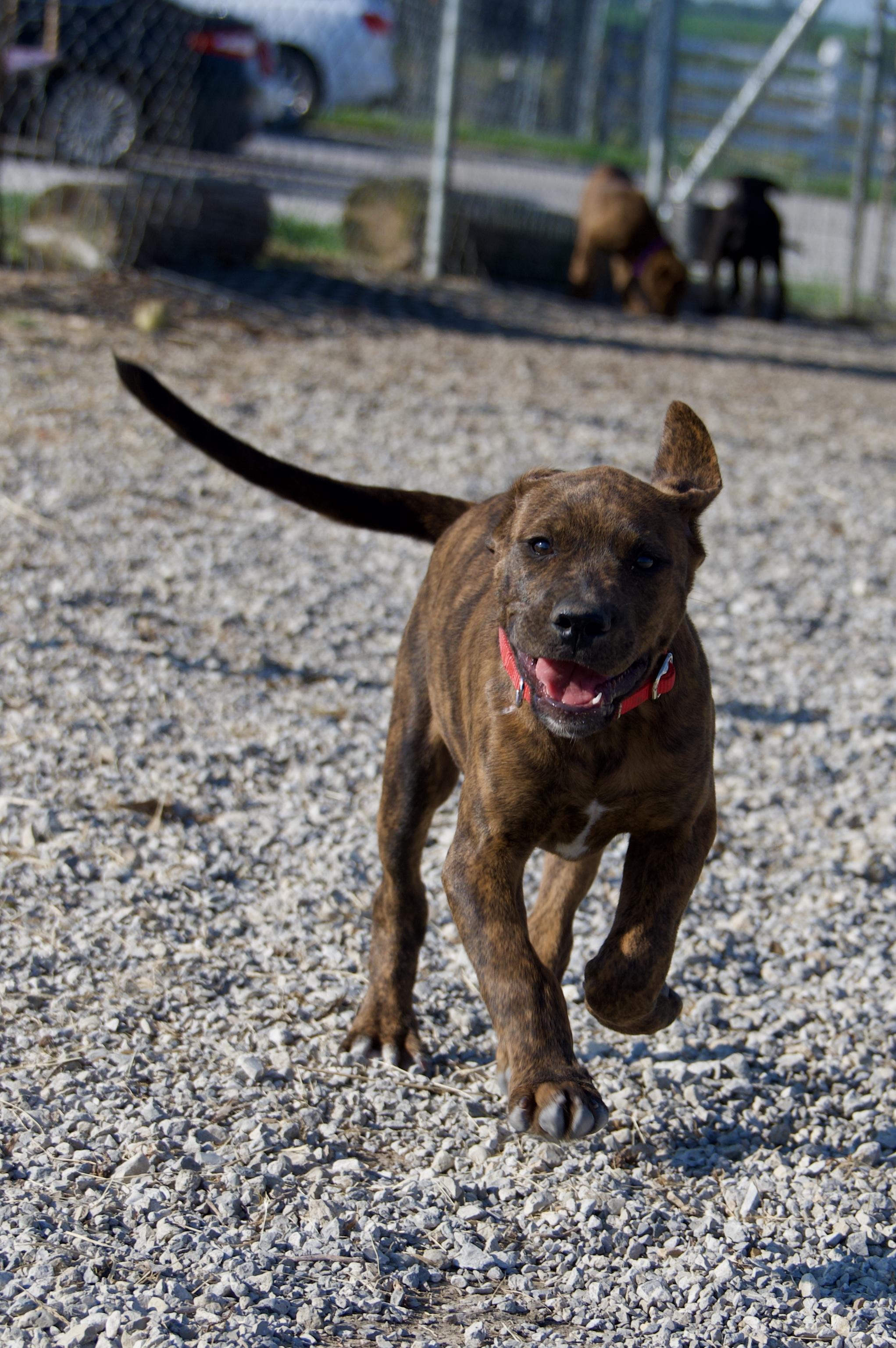 Hoover, a Adoptable mixed breed in Hiawatha, KS image 3/4