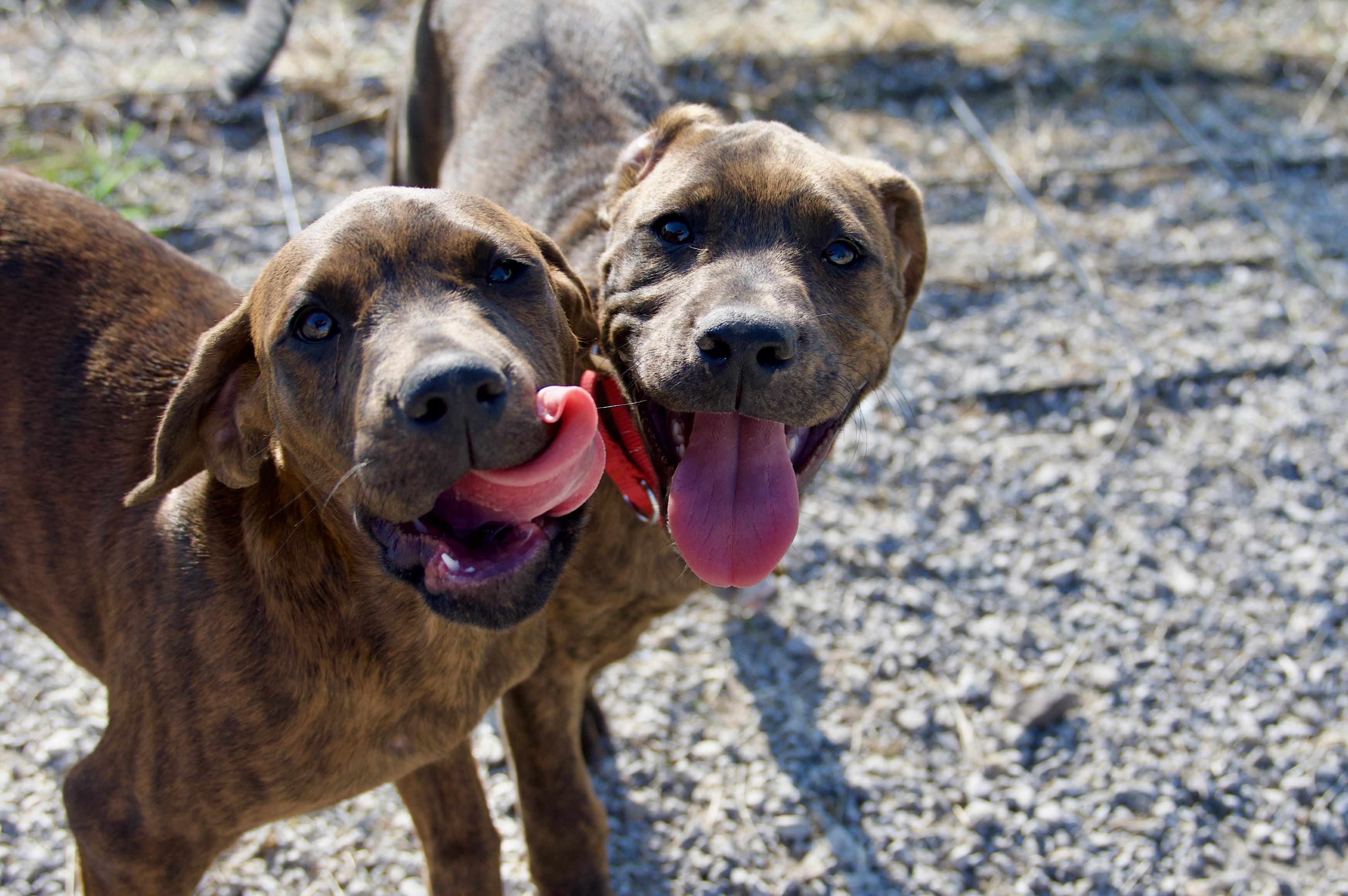 Hoover, a Adoptable mixed breed in Hiawatha, KS image 2/4