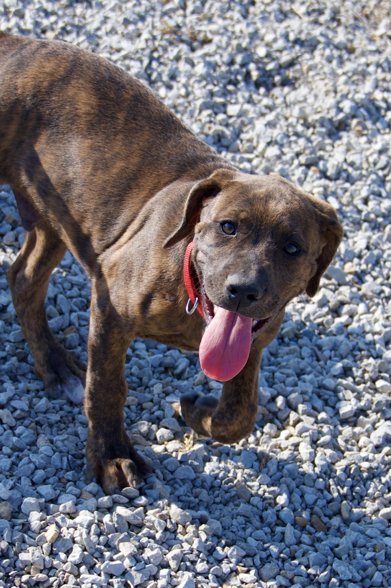 Hoover, a Adoptable mixed breed in Hiawatha, KS image 1/4