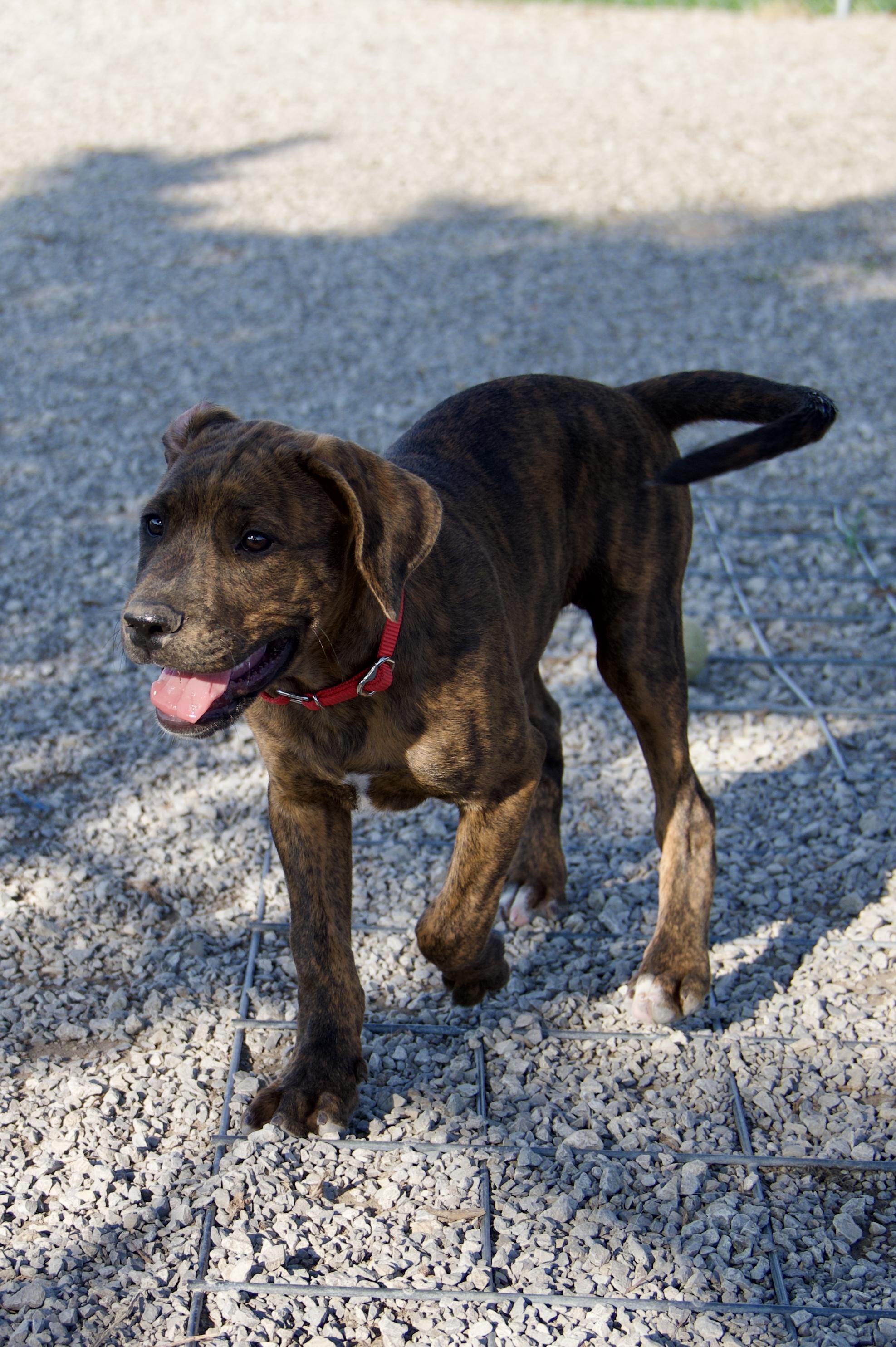 Hoover, a Adoptable mixed breed in Hiawatha, KS image 4/4