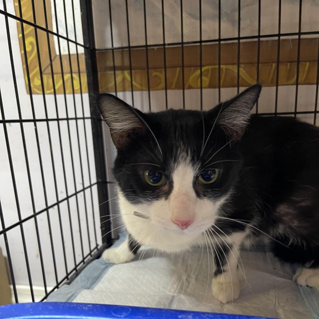 Enlarge Coop, a Adoptable Domestic Short Hair in Corbin, KY image 1/1