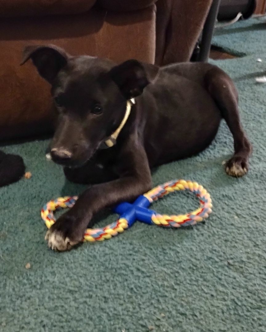 Goku, a Adoptable mixed breed in Carthage, MS image 5/5