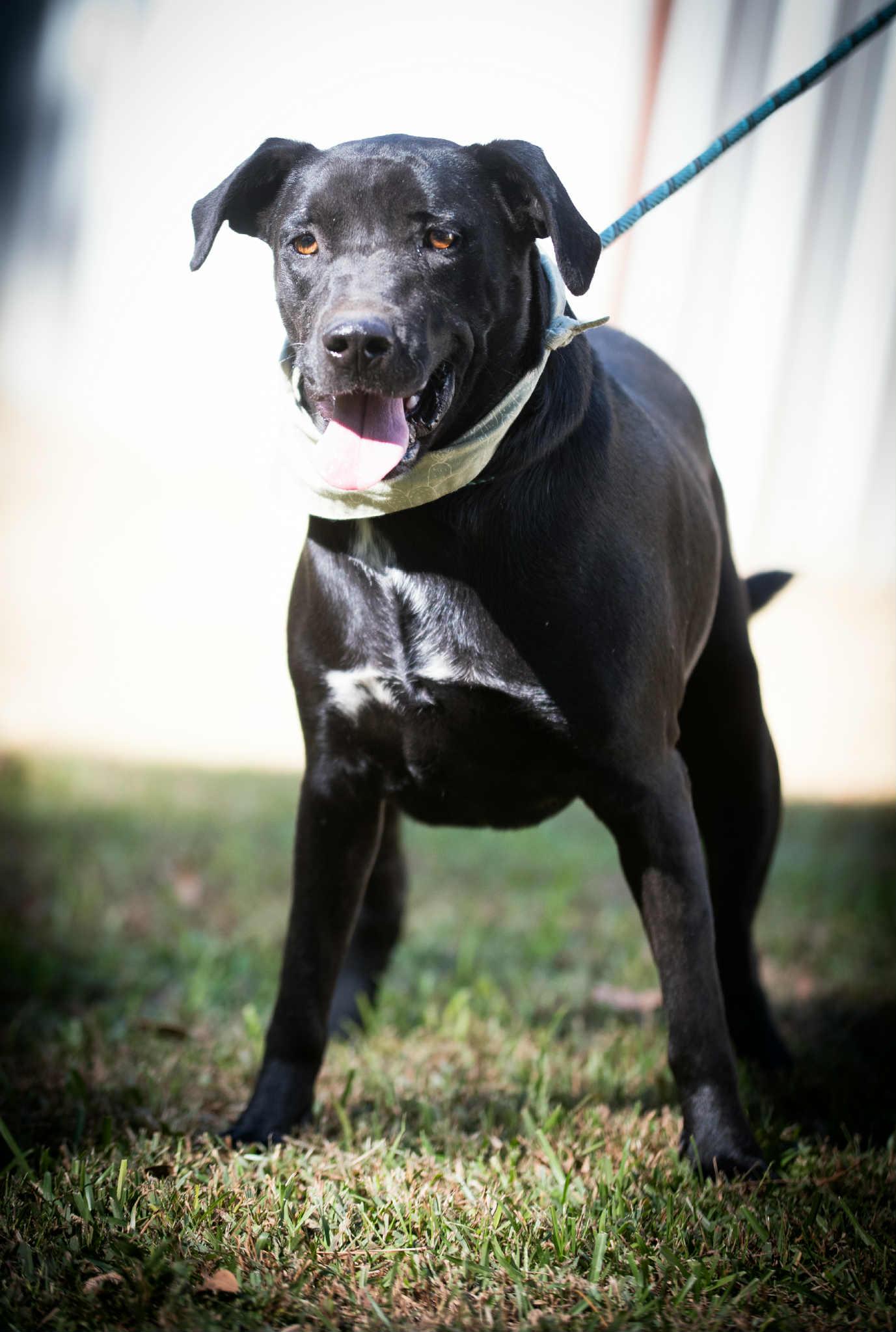 Goku, a Adoptable mixed breed in Carthage, MS image 3/5