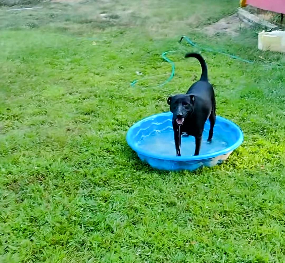 Goku, a Adoptable mixed breed in Carthage, MS image 4/5