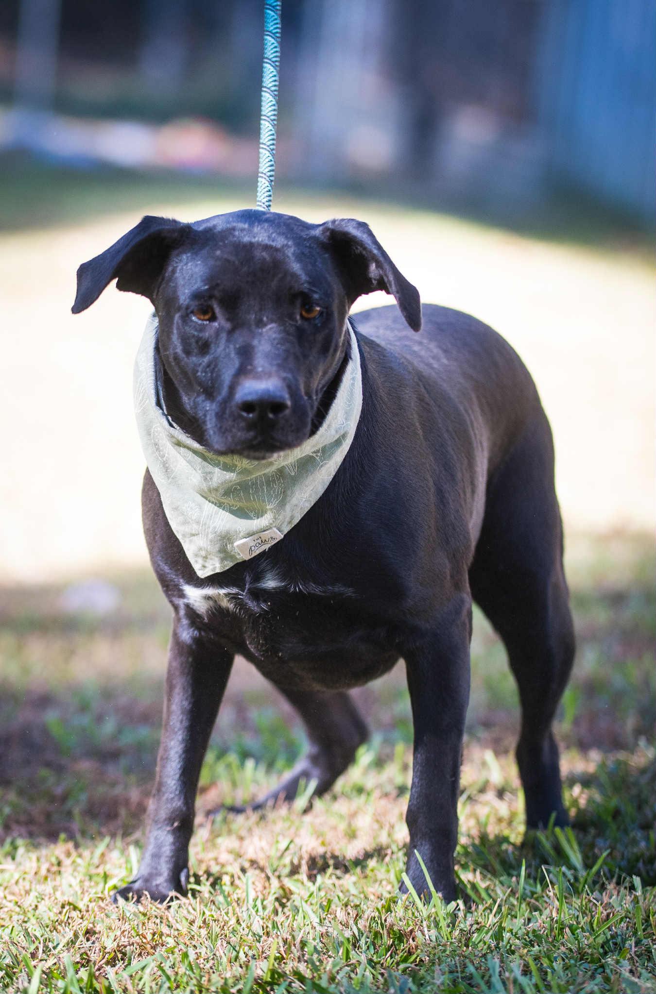 Goku, Adoptable, Young Male Mixed Breed.