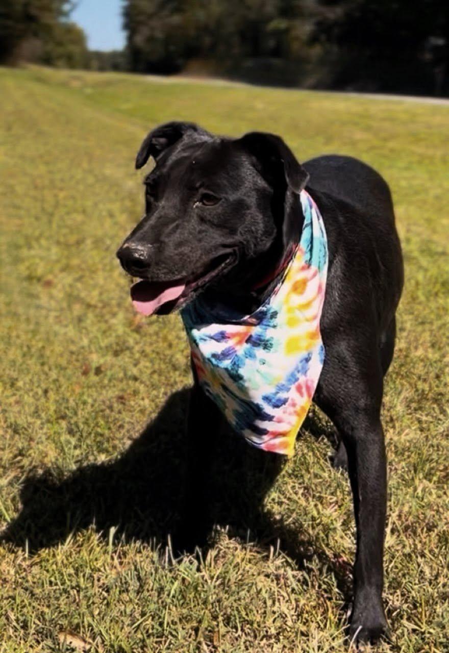 Goku, Adoptable, Young Male Mixed Breed.