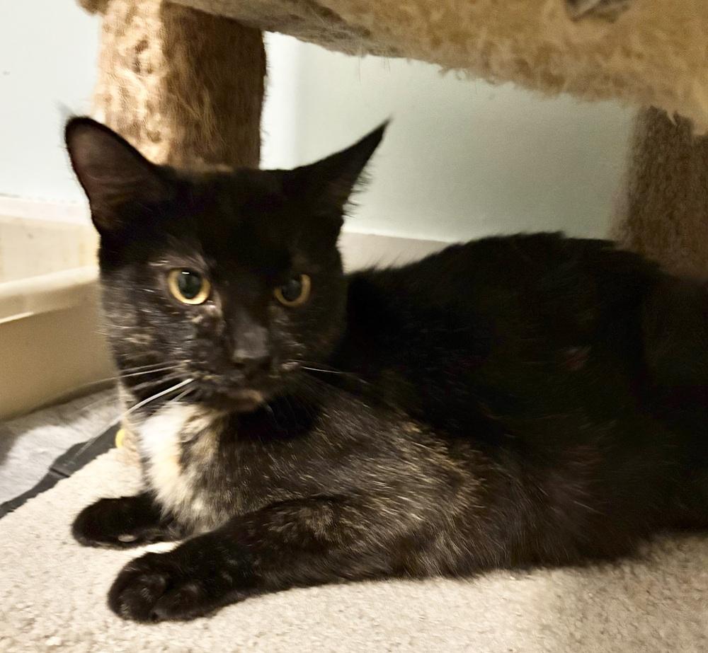 Fern ~ $0 Adoption Fee!, Adoptable, Adult Female Domestic Short Hair.