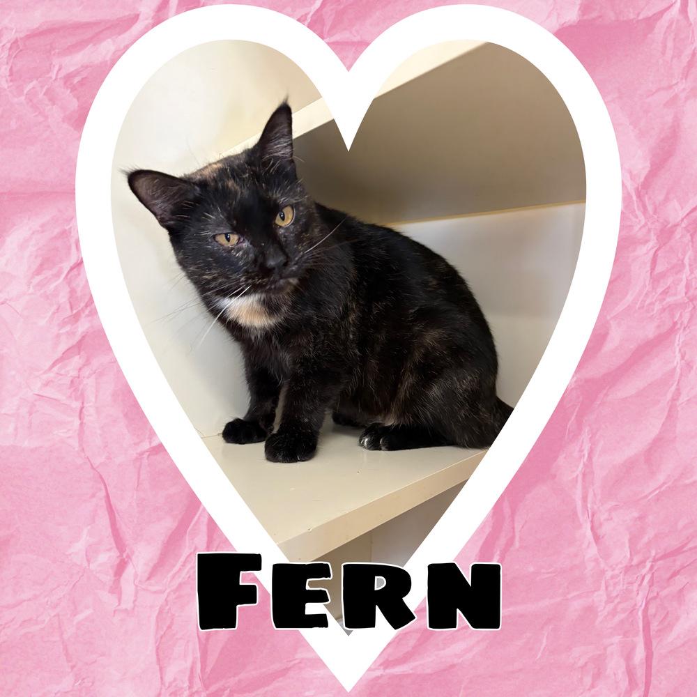 Enlarge Fern ~ Current longest Feline resident!, a Adoptable Domestic Short Hair in Rochester, IN image 2/6