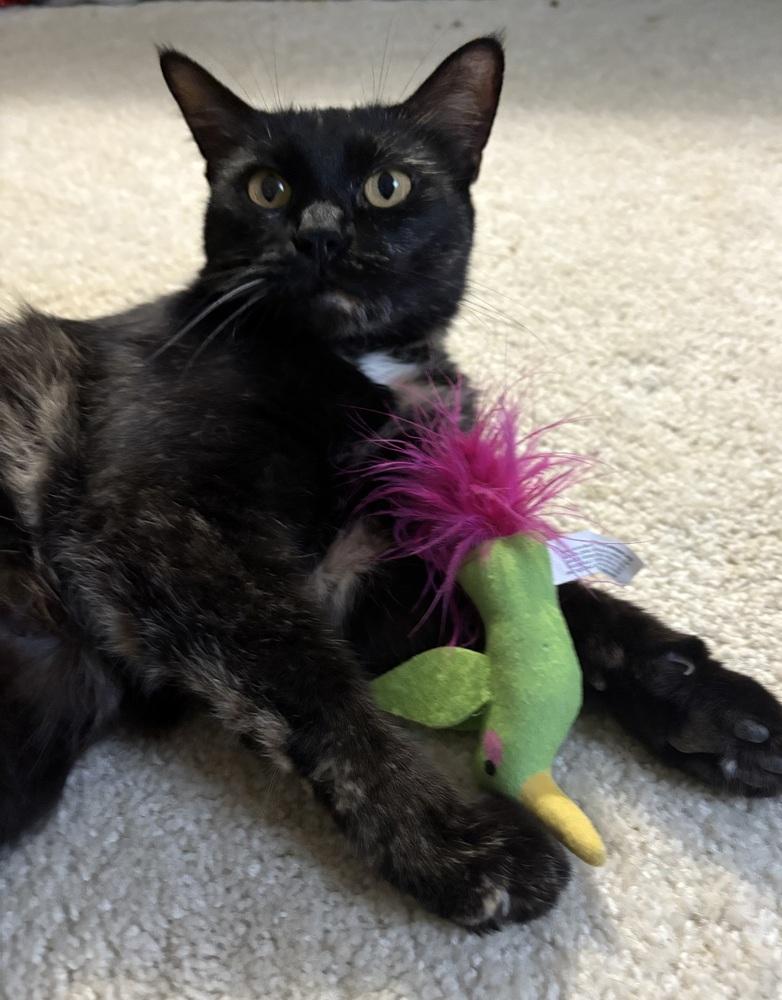 Enlarge Fern ~ $0 Adoption Fee!, a Adoptable Domestic Short Hair in Rochester, IN image 2/2