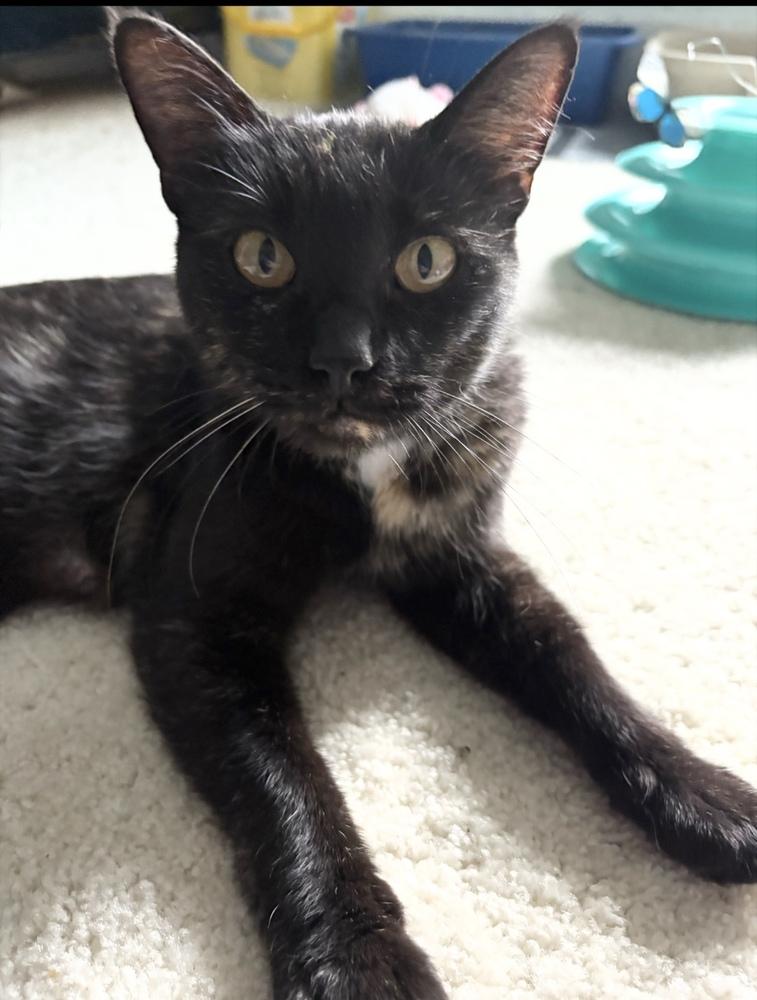 Enlarge Fern ~ $0 Adoption Fee!, a Adoptable Domestic Short Hair in Rochester, IN image 3/3