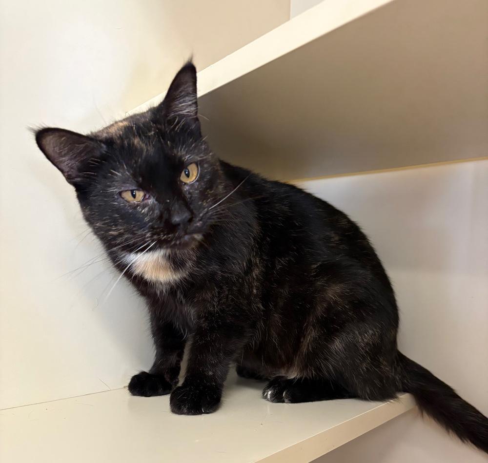 Enlarge Fern ~ Current longest Feline resident!, a Adoptable Domestic Short Hair in Rochester, IN image 6/6