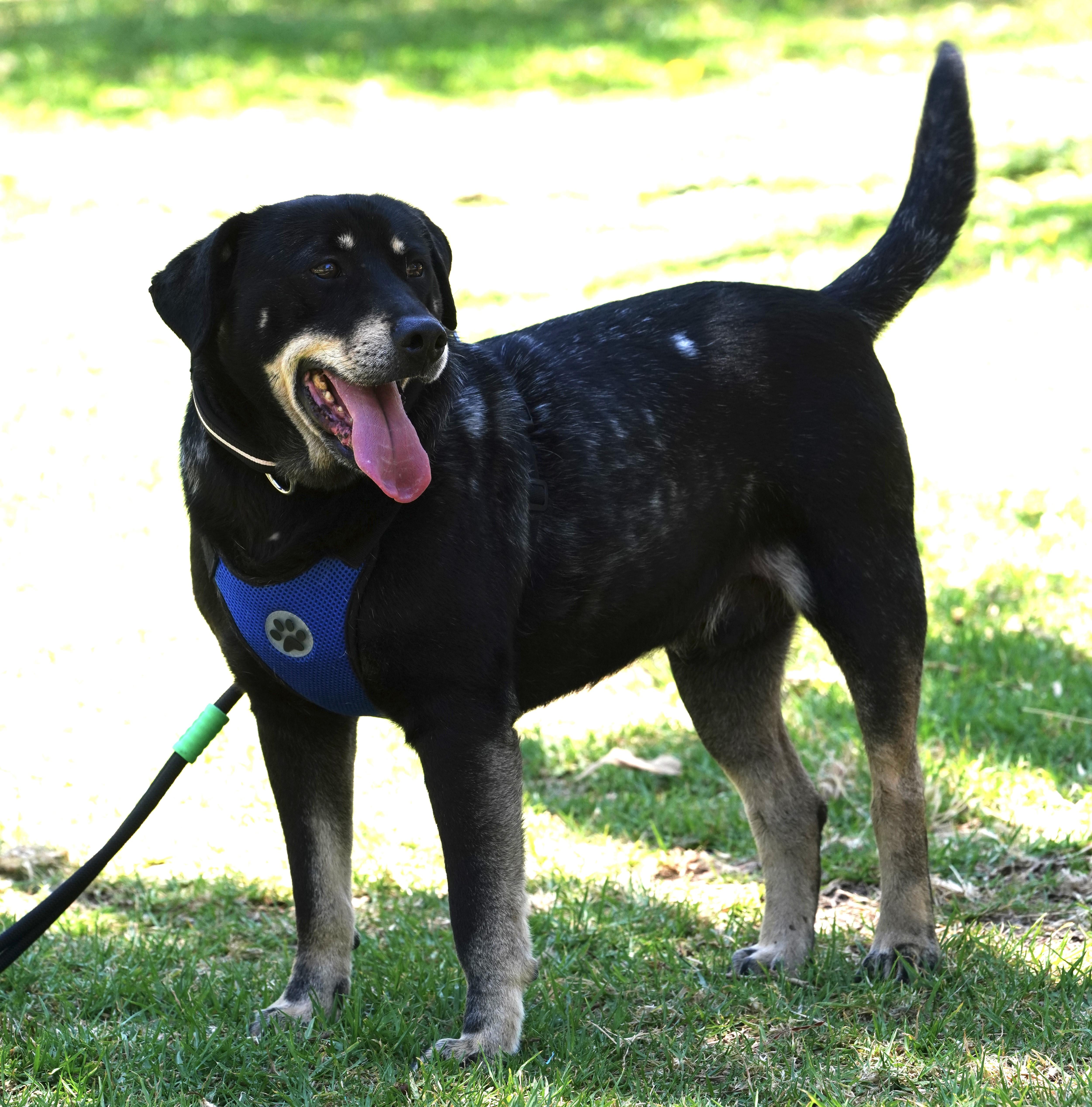 Enlarge Delon, a ADOPTABLE mixed breed in San Diego, CA image 6/6