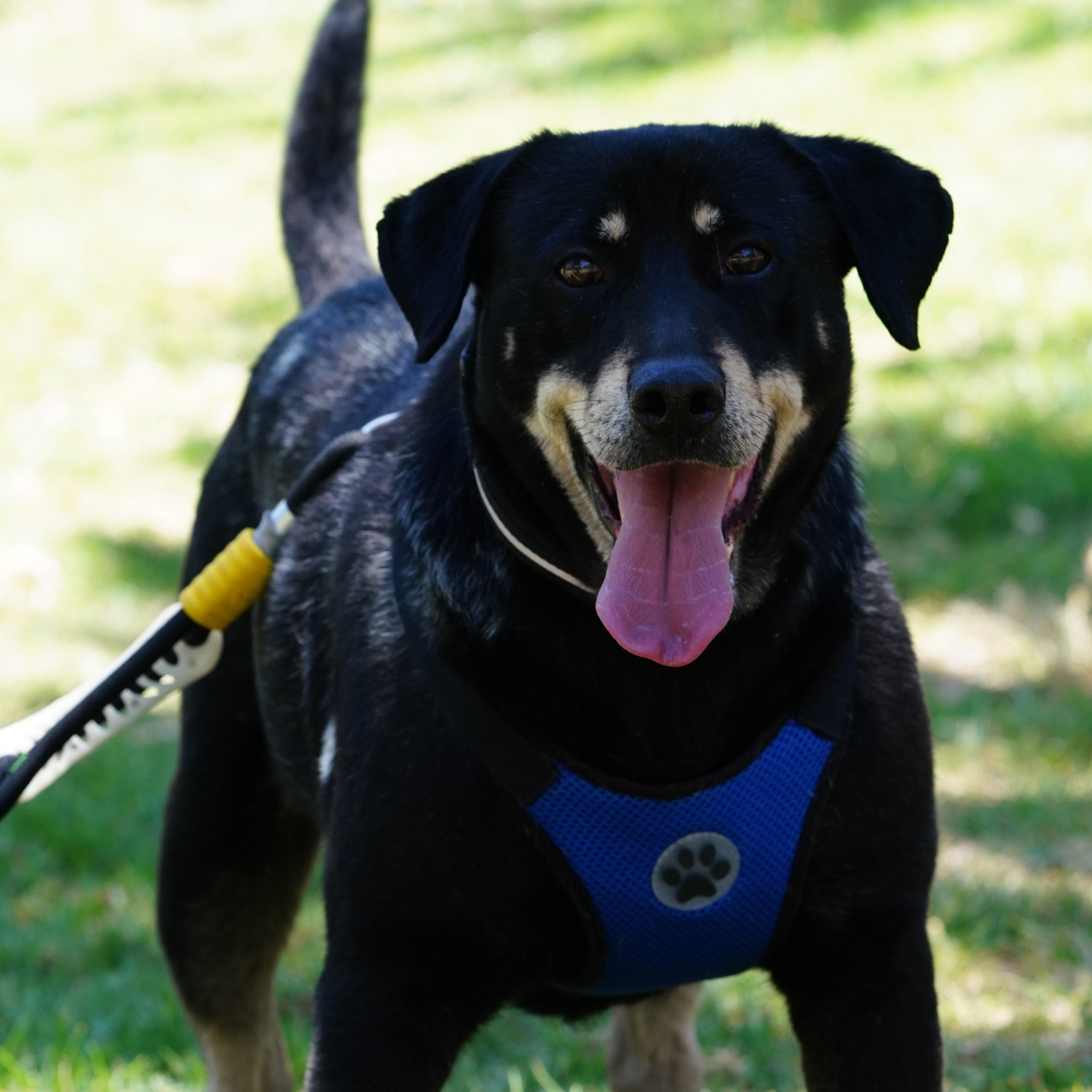 Delon, ADOPTABLE, Adult Male Shepherd & Black Labrador Retriever.