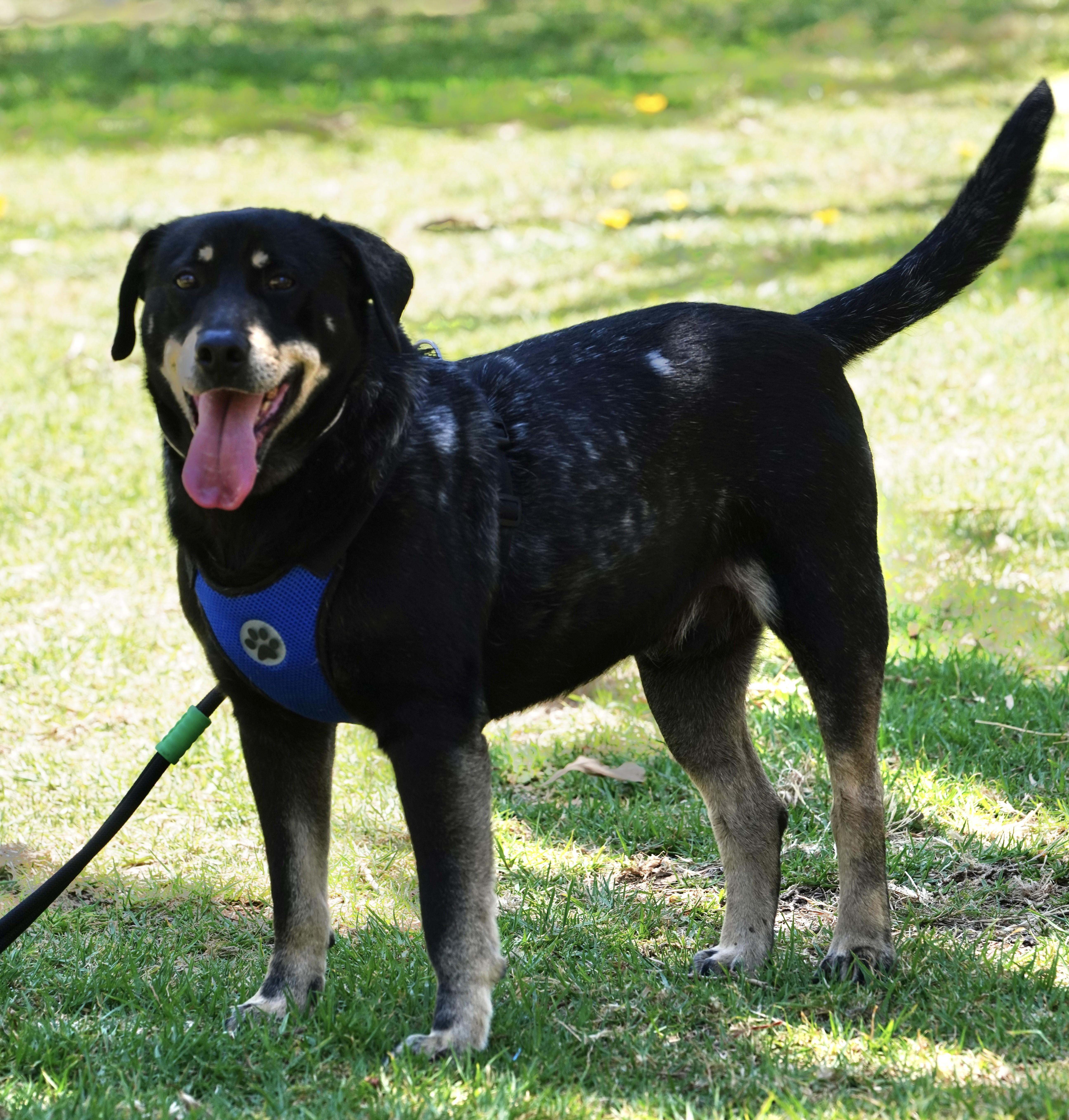 Enlarge Delon, a ADOPTABLE mixed breed in San Diego, CA image 2/6