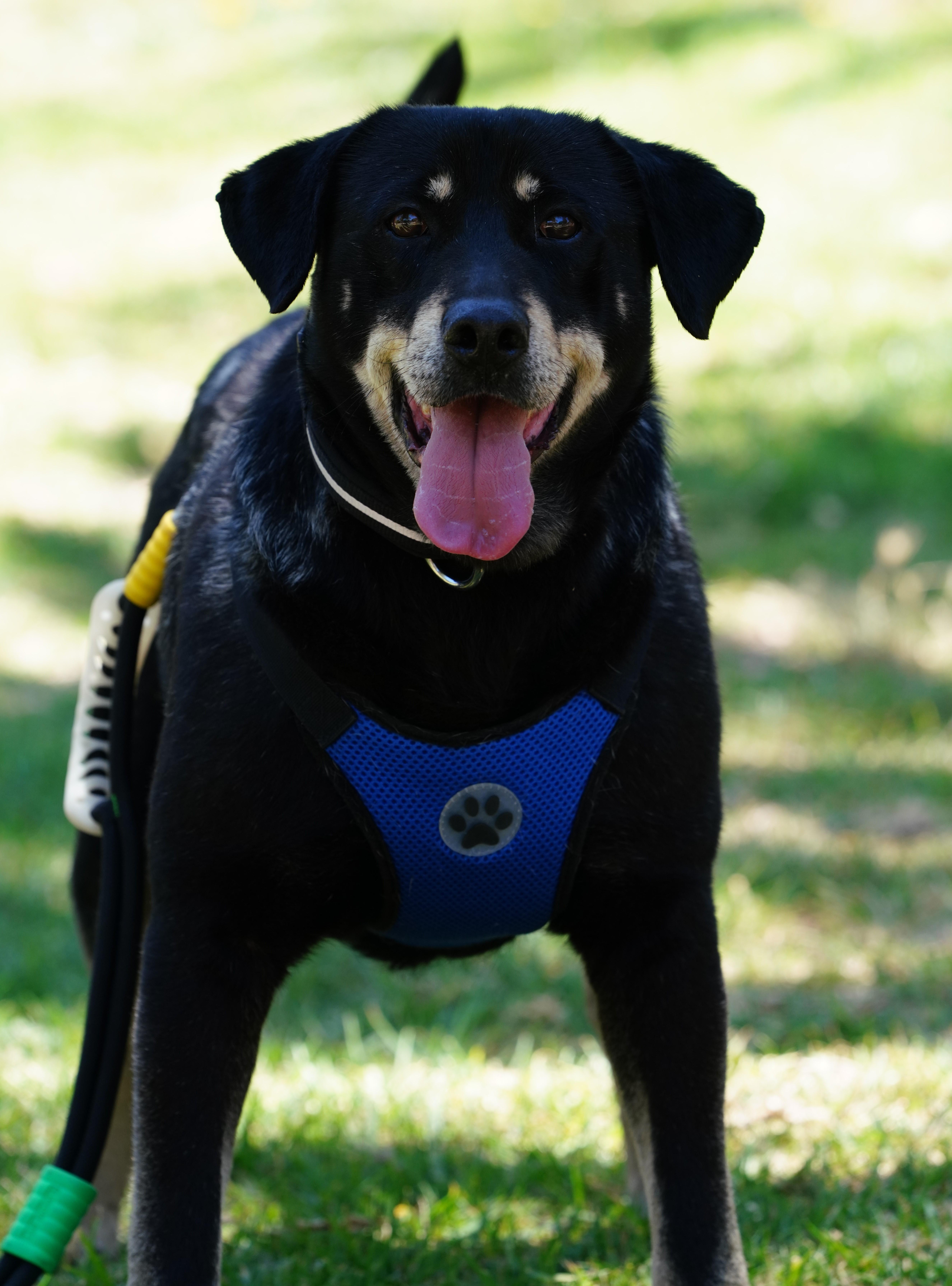 Enlarge Delon, a ADOPTABLE mixed breed in San Diego, CA image 5/6