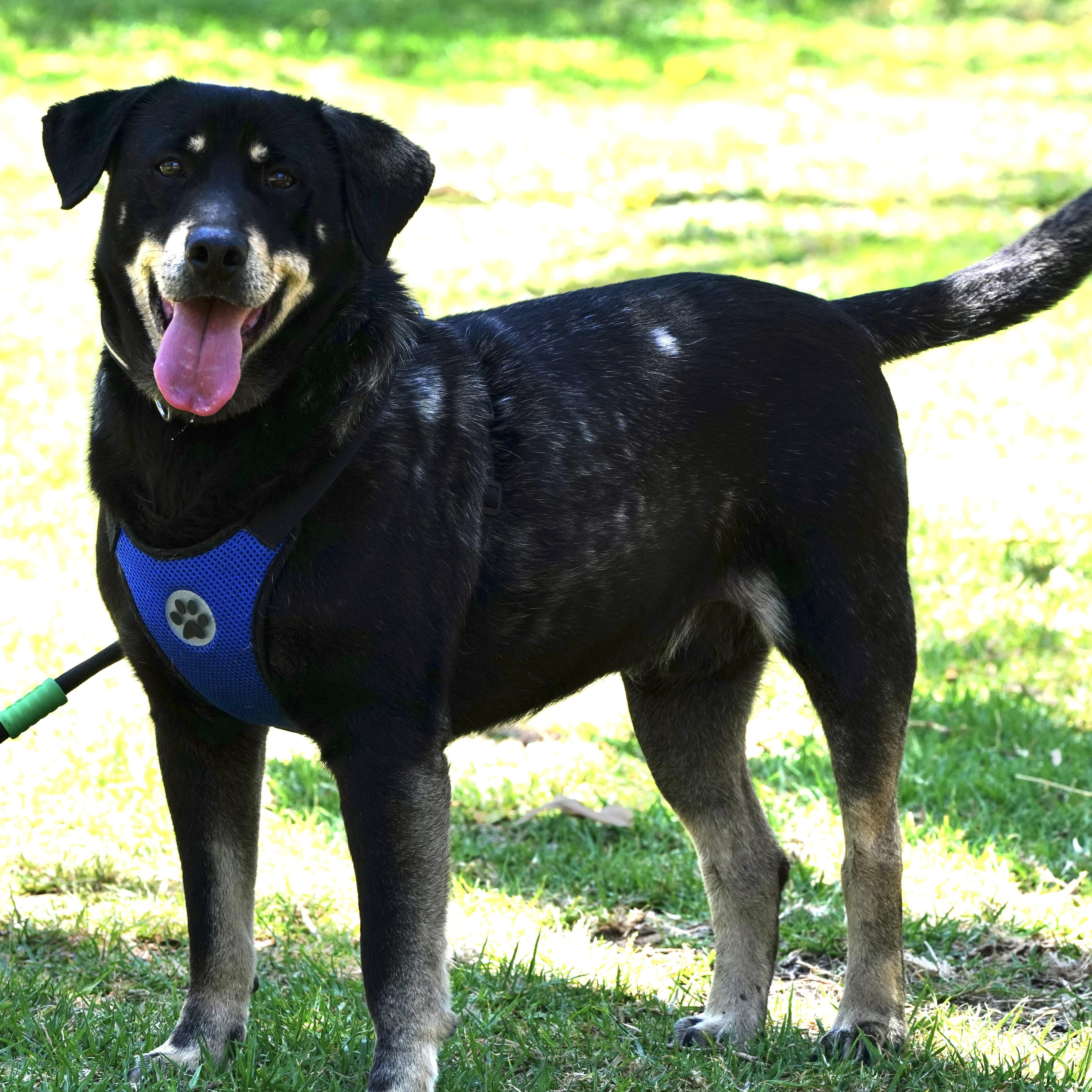 Enlarge Delon, a ADOPTABLE mixed breed in San Diego, CA image 4/6