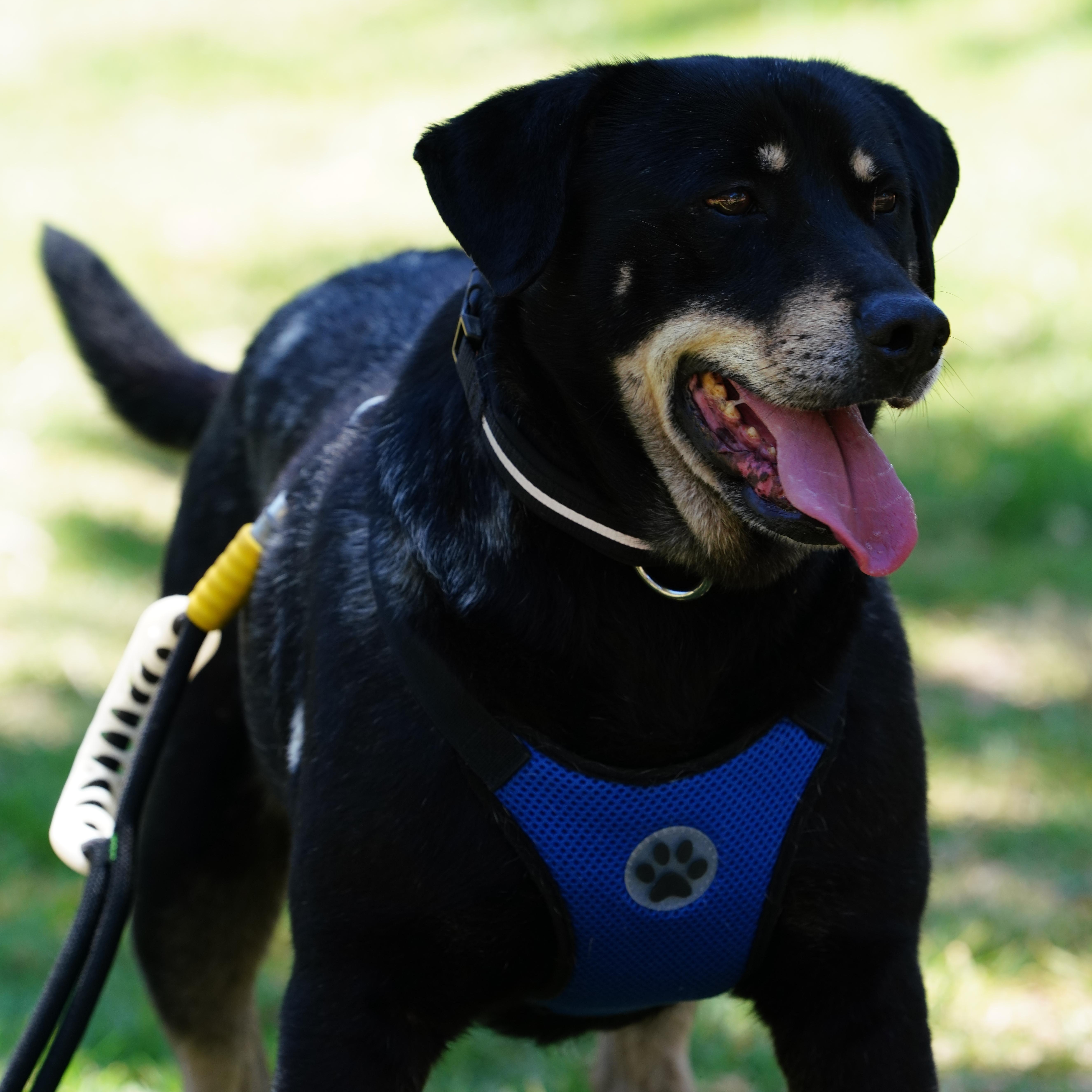 Enlarge Delon, a ADOPTABLE mixed breed in San Diego, CA image 3/6