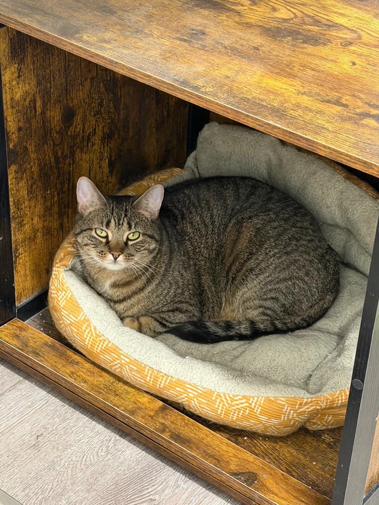 Lotus, Adoptable, Young Male Domestic Short Hair.