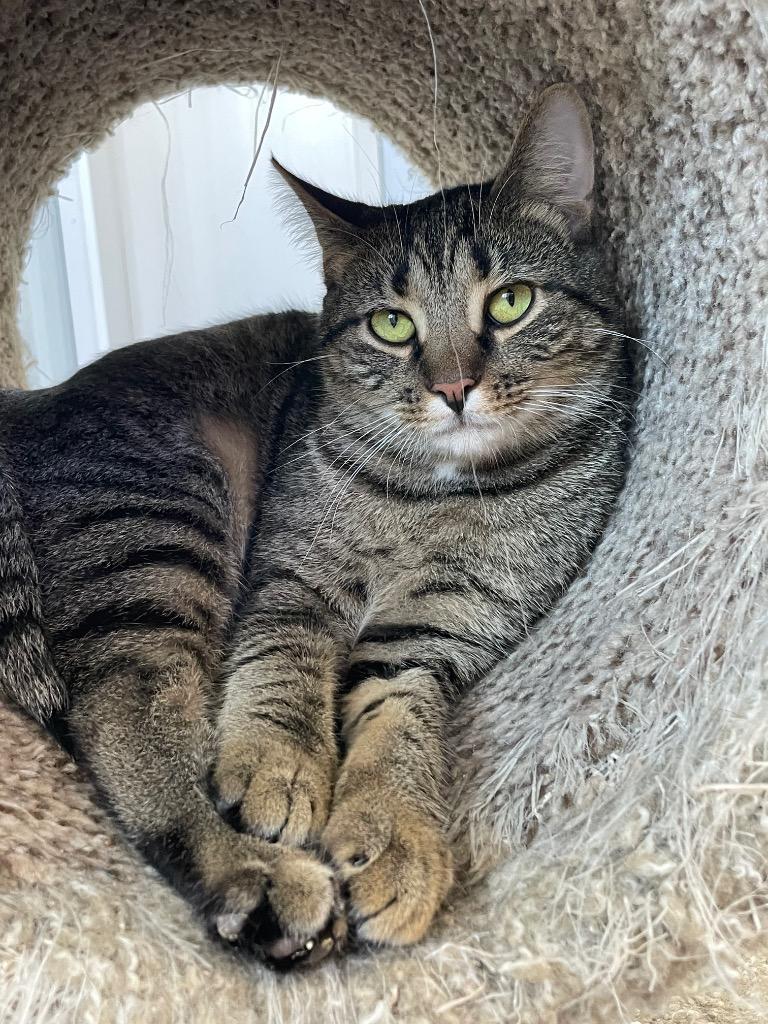 Lotus, Adoptable, Young Male Domestic Short Hair.