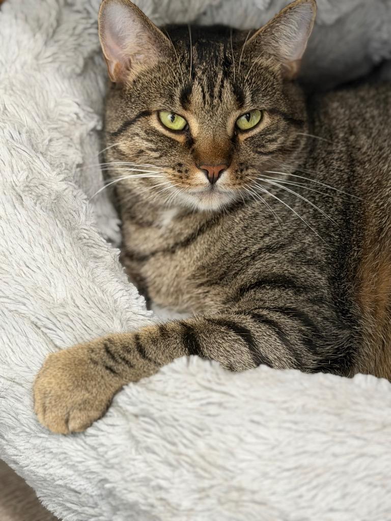 Lotus, a Adoptable mixed breed in Glenfield, NY image 4/6