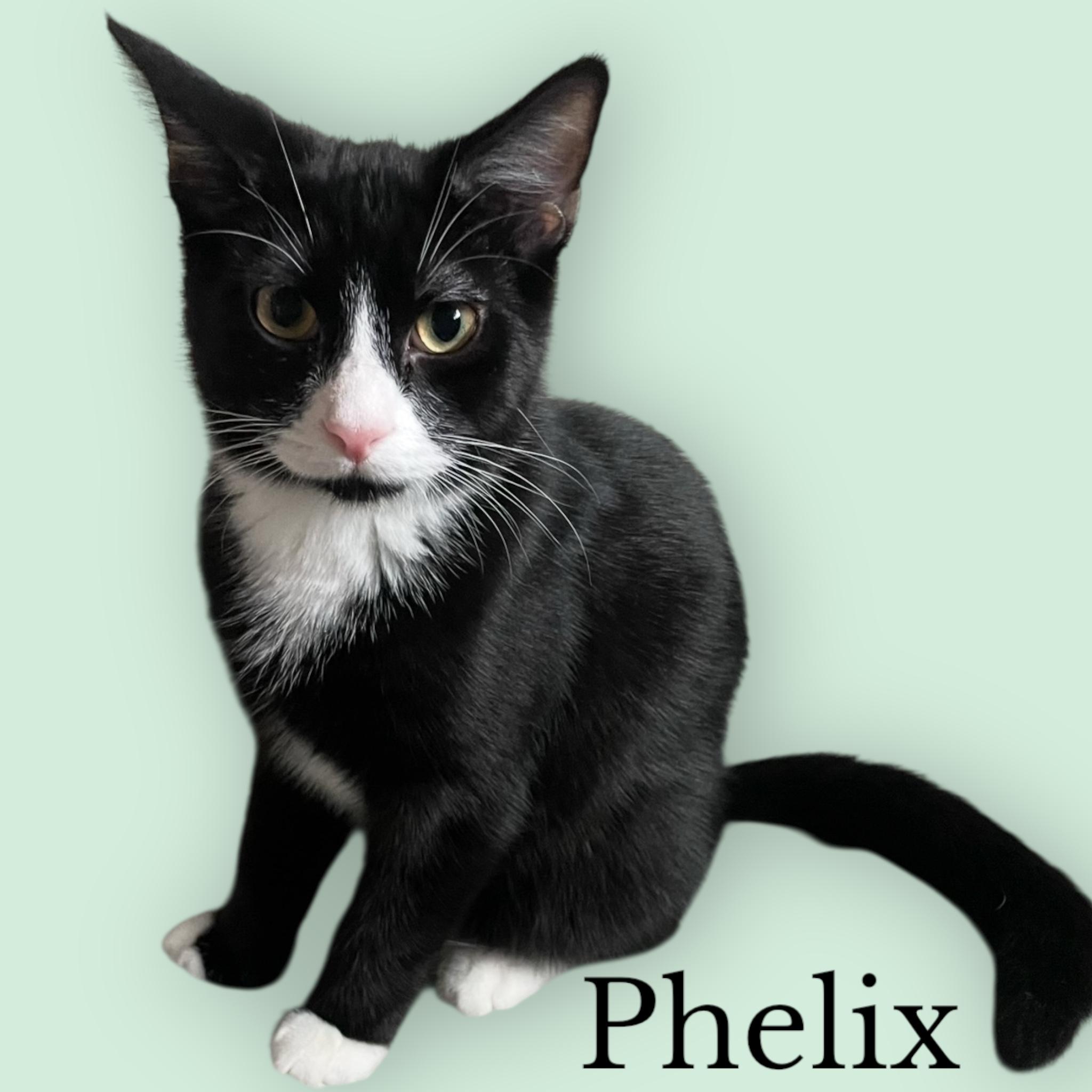 Enlarge Philex, a Adoptable Domestic Short Hair in Woodbridge, VA image 3/4