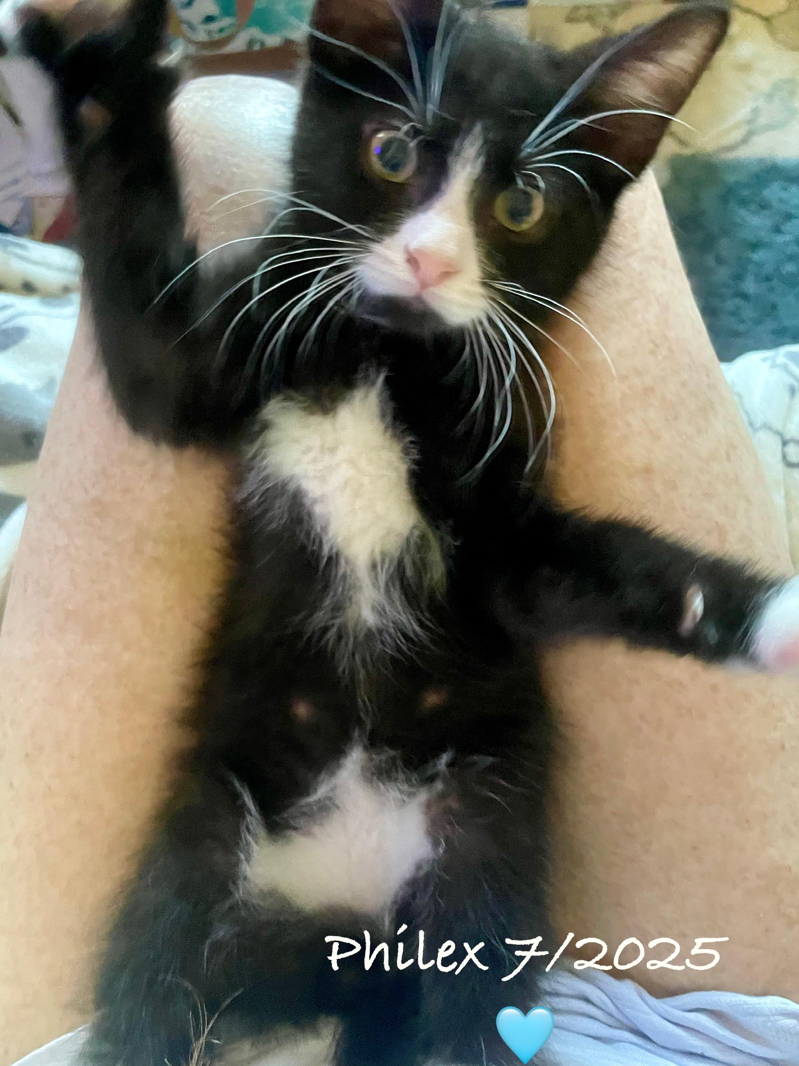 Enlarge Philex, a Adoptable Domestic Short Hair in Woodbridge, VA image 1/4