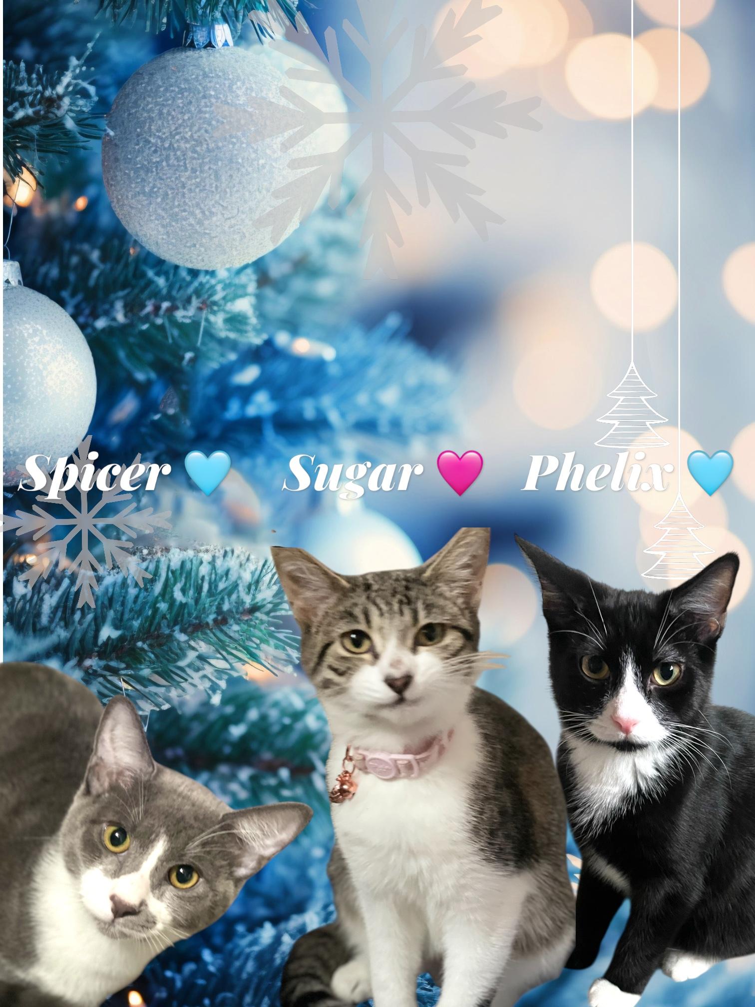 Enlarge Philex, a Adoptable Domestic Short Hair in Woodbridge, VA image 4/4