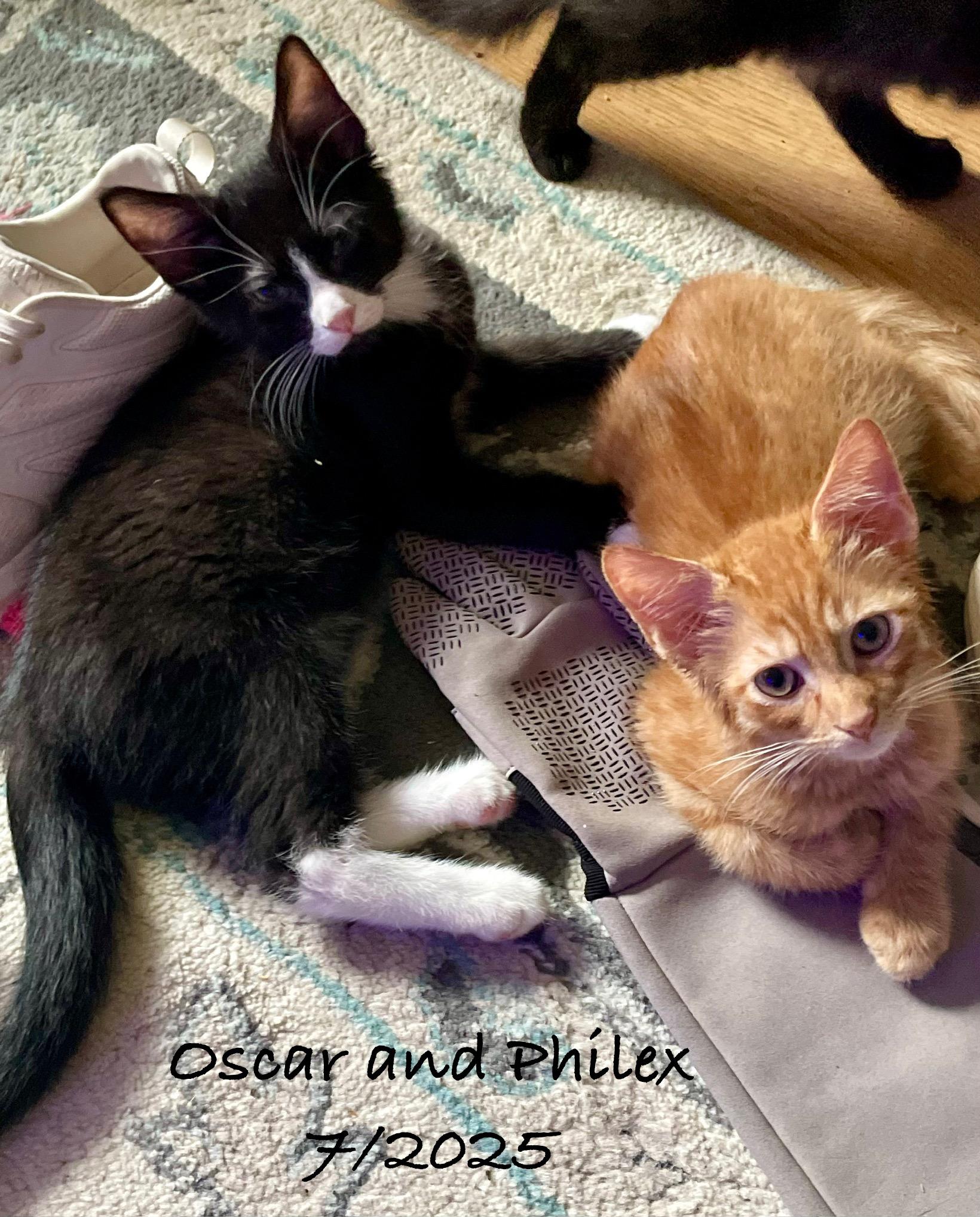 Enlarge Philex, a Adoptable Domestic Short Hair in Woodbridge, VA image 2/4