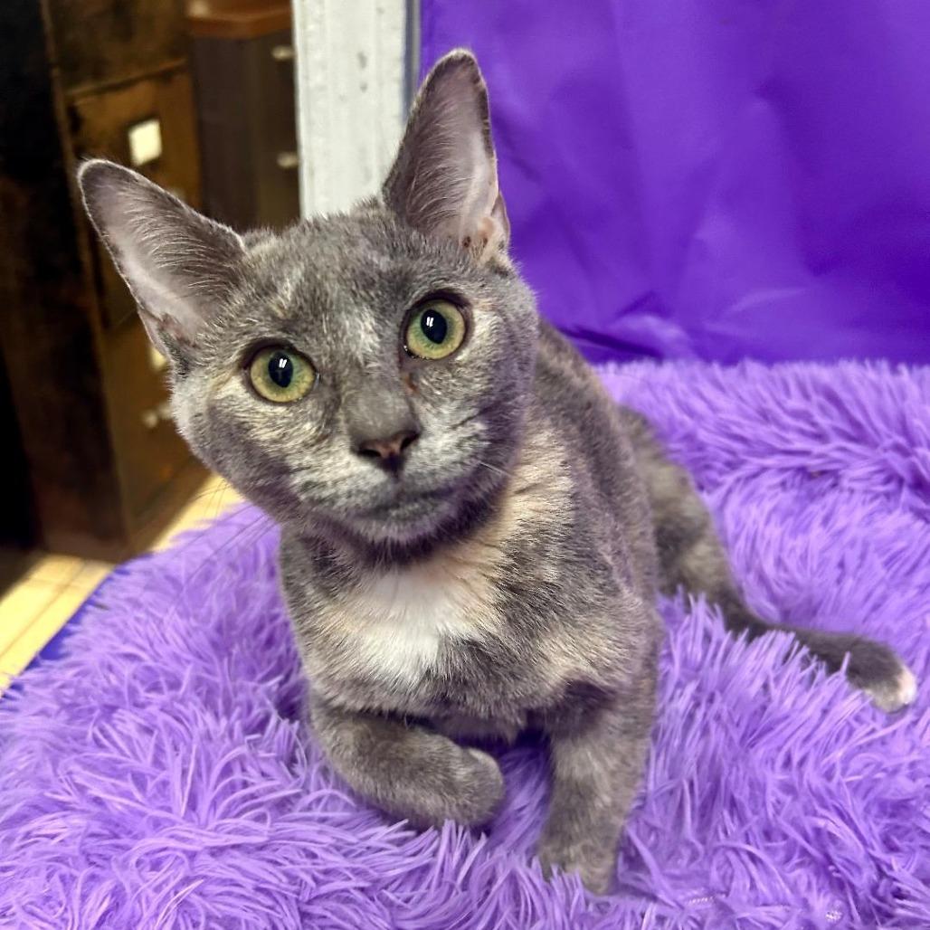 Enlarge Odelia, a Adoptable Domestic Short Hair in North Myrtle Beach, SC image 1/1